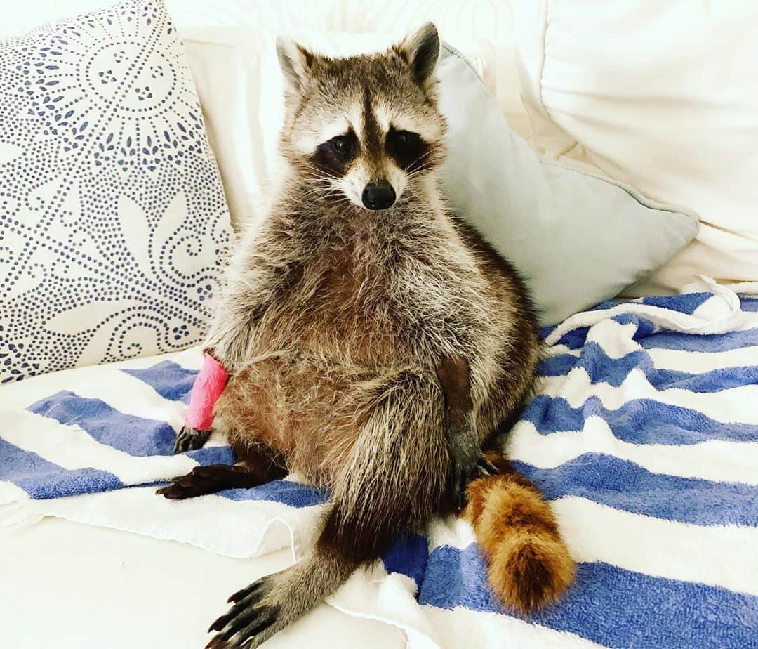 パンプキンのインスタグラム：「Yesterday marked one year since my darling Pumps crossed over to the land of endless sunny side eggs, avocados, and pizza. I had been thinking about the day since October rolled around and I really couldn’t believe it. How has it been a year? There were so many things I wanted to do, so many things I wanted to say but I just couldn’t. I keep thinking about her community here on Instagram and how incredible you all are. I don’t want you to think I have forgotten you. I have been writing a lot. Getting down memories about our girl, and in doing so realised how much she had impacted my life on such a deep level.  Maybe I will share it one day, maybe it will stay in my computer forever under lock and key, but it’s amazing to me that even a year later of her passing she is helping me and guiding me. Just know I am still here. Still reading all of your amazing comments. You are an incredible community so thank you all for everything. The video you will see was taken the morning we had to say goodbye to her. They loved each other so much, from a distance, but you can feel the love and respect in the video. It makes me cry every-time I see it but it’s so special I wanted to share. ❤️ Peace and Love, Team Pumps xox」