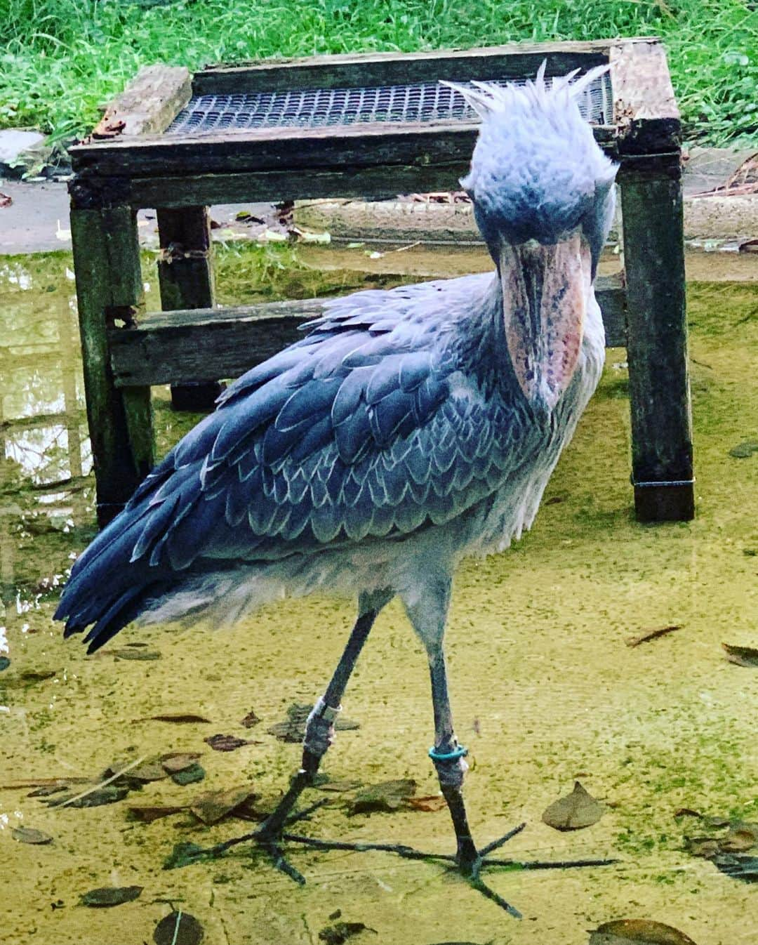 森田まりこさんのインスタグラム写真 - (森田まりこInstagram)「お墓参りに行ってきました。 ・ 東京でお仕事があって、次の日、時間があったので、東京にあるお墓参りに行けました🙏 ・ ついでに上野動物園もちょっと行けました。東京のおじいちゃん、おばあちゃん、親戚の皆さんとの思い出の地です。 ・ ゴリちゃん🦍はお部屋に帰っていたので会えませんでしたが、パンダの🐼シャンシャンや、大好きなハシビロコウくんやオカピちゃんに会えたし、カバのジロー君🦛にも会えてとても嬉しかったよ🤗 ・ ハシビロコウは動かない鳥で有名やけど、この日は動いてたから、動画とっときゃよかったー！って思ったよ。 ・ #写真上手に撮れたよ #ハシビロコウ #シャンシャン #カバ #上野動物園 #オカピ #岡田直子　さんと会ったらオカピって呼んであげて🤓」10月17日 22時24分 - morita.mariko