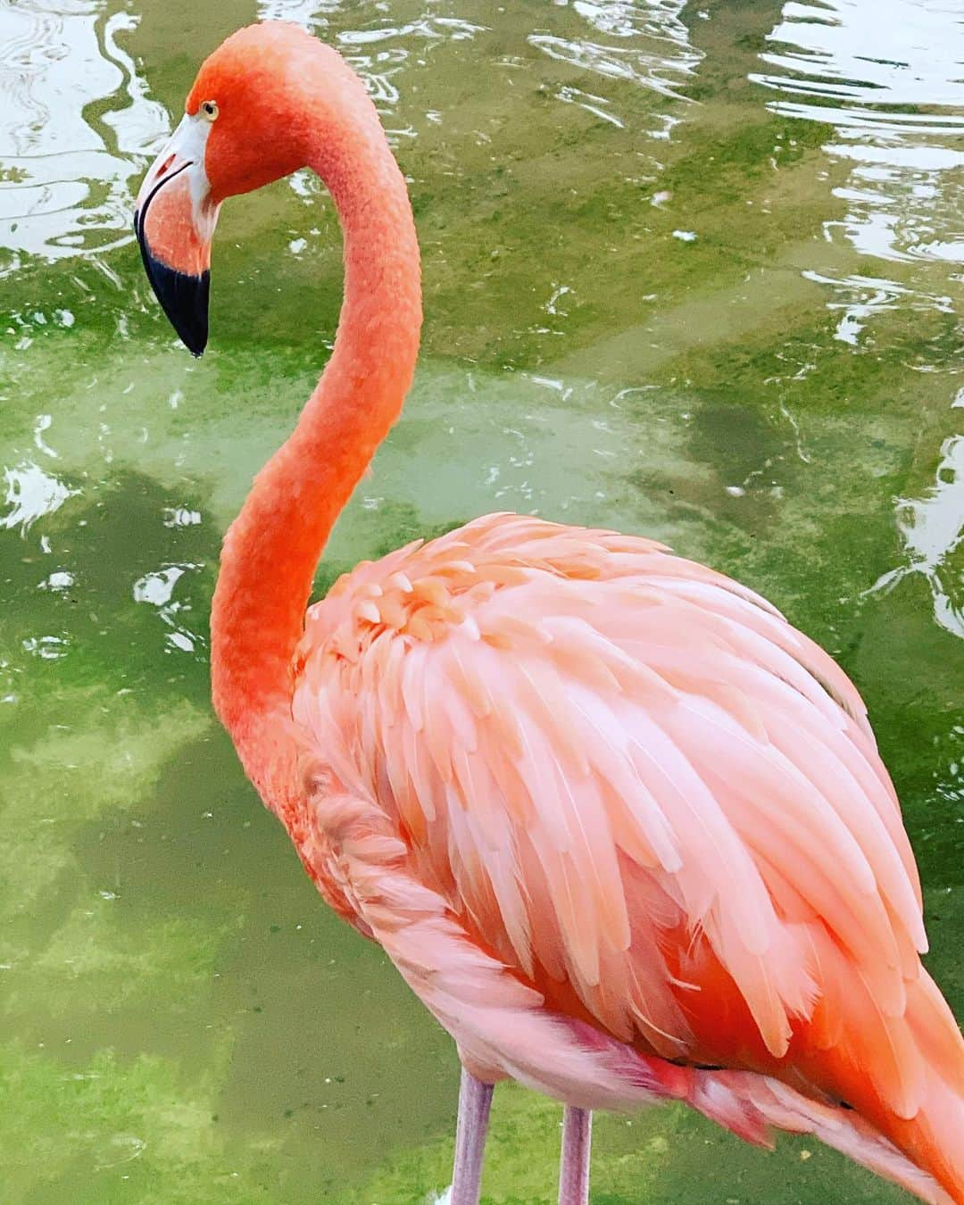 森田まりこさんのインスタグラム写真 - (森田まりこInstagram)「お墓参りに行ってきました。 ・ 東京でお仕事があって、次の日、時間があったので、東京にあるお墓参りに行けました🙏 ・ ついでに上野動物園もちょっと行けました。東京のおじいちゃん、おばあちゃん、親戚の皆さんとの思い出の地です。 ・ ゴリちゃん🦍はお部屋に帰っていたので会えませんでしたが、パンダの🐼シャンシャンや、大好きなハシビロコウくんやオカピちゃんに会えたし、カバのジロー君🦛にも会えてとても嬉しかったよ🤗 ・ ハシビロコウは動かない鳥で有名やけど、この日は動いてたから、動画とっときゃよかったー！って思ったよ。 ・ #写真上手に撮れたよ #ハシビロコウ #シャンシャン #カバ #上野動物園 #オカピ #岡田直子　さんと会ったらオカピって呼んであげて🤓」10月17日 22時24分 - morita.mariko