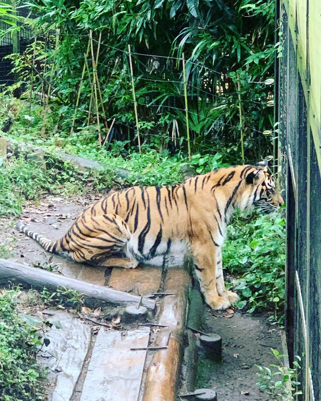 森田まりこさんのインスタグラム写真 - (森田まりこInstagram)「お墓参りに行ってきました。 ・ 東京でお仕事があって、次の日、時間があったので、東京にあるお墓参りに行けました🙏 ・ ついでに上野動物園もちょっと行けました。東京のおじいちゃん、おばあちゃん、親戚の皆さんとの思い出の地です。 ・ ゴリちゃん🦍はお部屋に帰っていたので会えませんでしたが、パンダの🐼シャンシャンや、大好きなハシビロコウくんやオカピちゃんに会えたし、カバのジロー君🦛にも会えてとても嬉しかったよ🤗 ・ ハシビロコウは動かない鳥で有名やけど、この日は動いてたから、動画とっときゃよかったー！って思ったよ。 ・ #写真上手に撮れたよ #ハシビロコウ #シャンシャン #カバ #上野動物園 #オカピ #岡田直子　さんと会ったらオカピって呼んであげて🤓」10月17日 22時24分 - morita.mariko