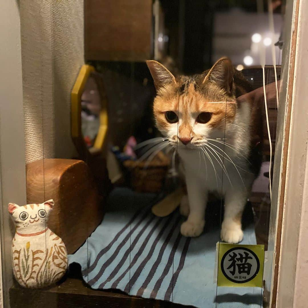 山田稔明さんのインスタグラム写真 - (山田稔明Instagram)「ただいまー #ポチ実 #忠猫チミ公」10月17日 22時28分 - toshiakiyamada