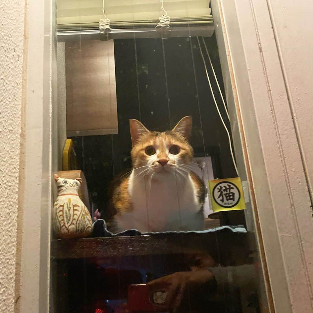 山田稔明さんのインスタグラム写真 - (山田稔明Instagram)「ただいまー #ポチ実 #忠猫チミ公」10月17日 22時28分 - toshiakiyamada