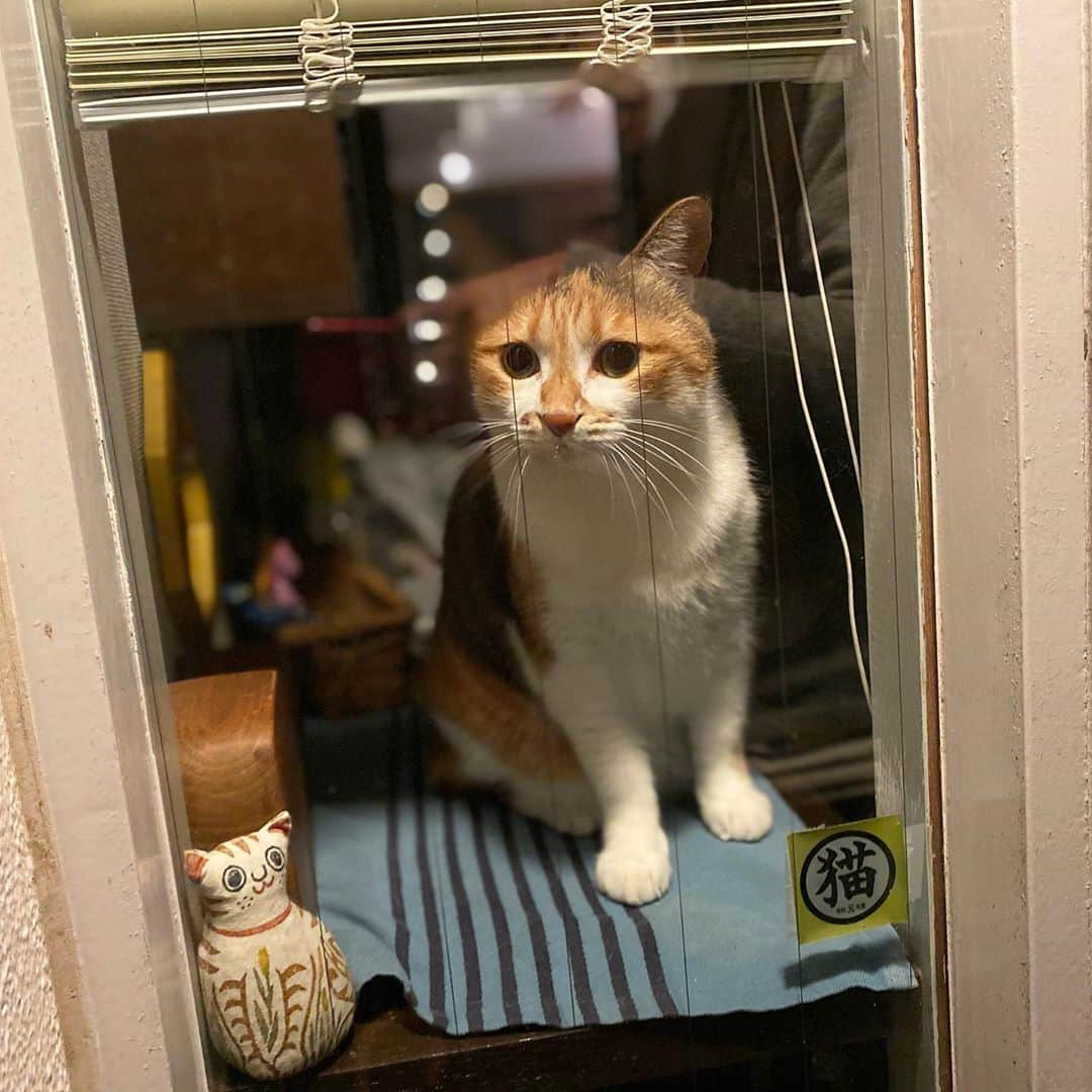 山田稔明さんのインスタグラム写真 - (山田稔明Instagram)「ただいまー #ポチ実 #忠猫チミ公」10月17日 22時28分 - toshiakiyamada