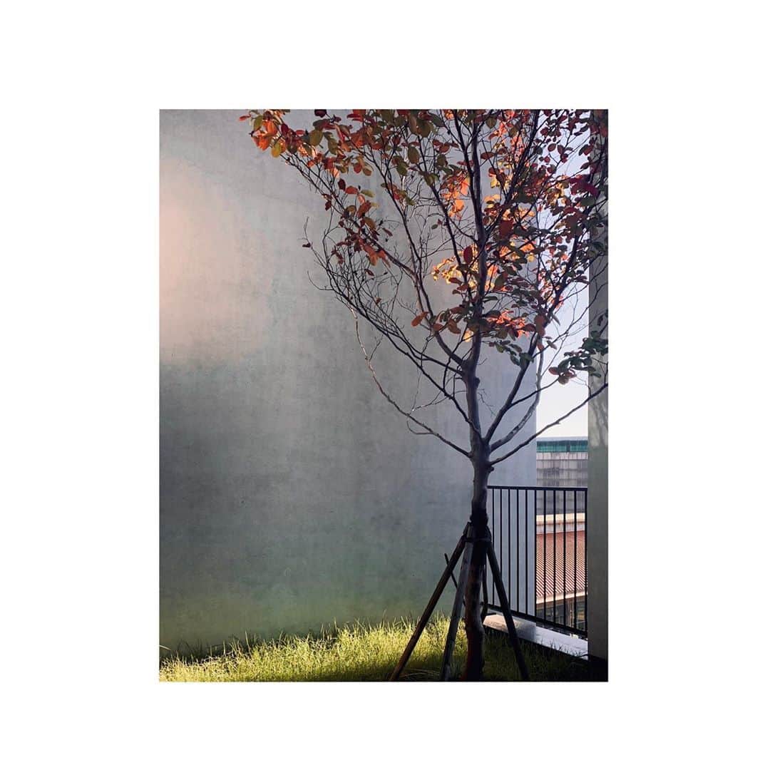 ハ・ジウォンさんのインスタグラム写真 - (ハ・ジウォンInstagram)「가을 햇볕」10月17日 22時29分 - hajiwon1023