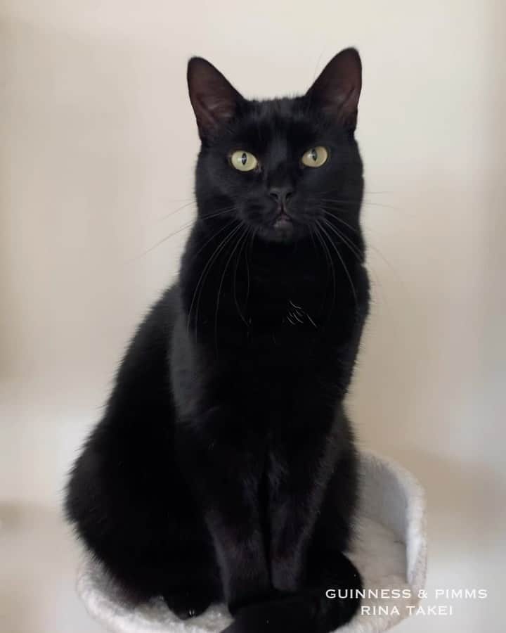 のインスタグラム：「17/10/2020 Happy Caturday! ・ Guinness has a high and very cute voice😽 Have a nice weekend everyone! ・ ・ 王子の声はめちゃくちゃ可愛い♡ カメラを向けると あまり話さなくなるのですが、 家族の前では結構おしゃべり。 ピム丸は誰彼構わずおしゃべりです。笑 それでは皆さま 引き続き素敵な週末を♬ ・ ・ #ギネスくん #愛猫ギネスと窓拭きおじさん」