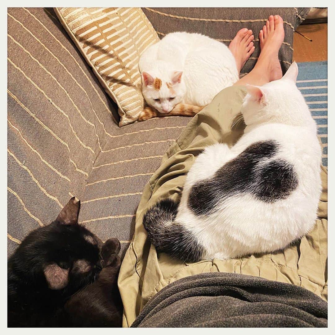 kumikoのインスタグラム：「初めて3匹コンプリート😆 冬って素晴らしい✨」