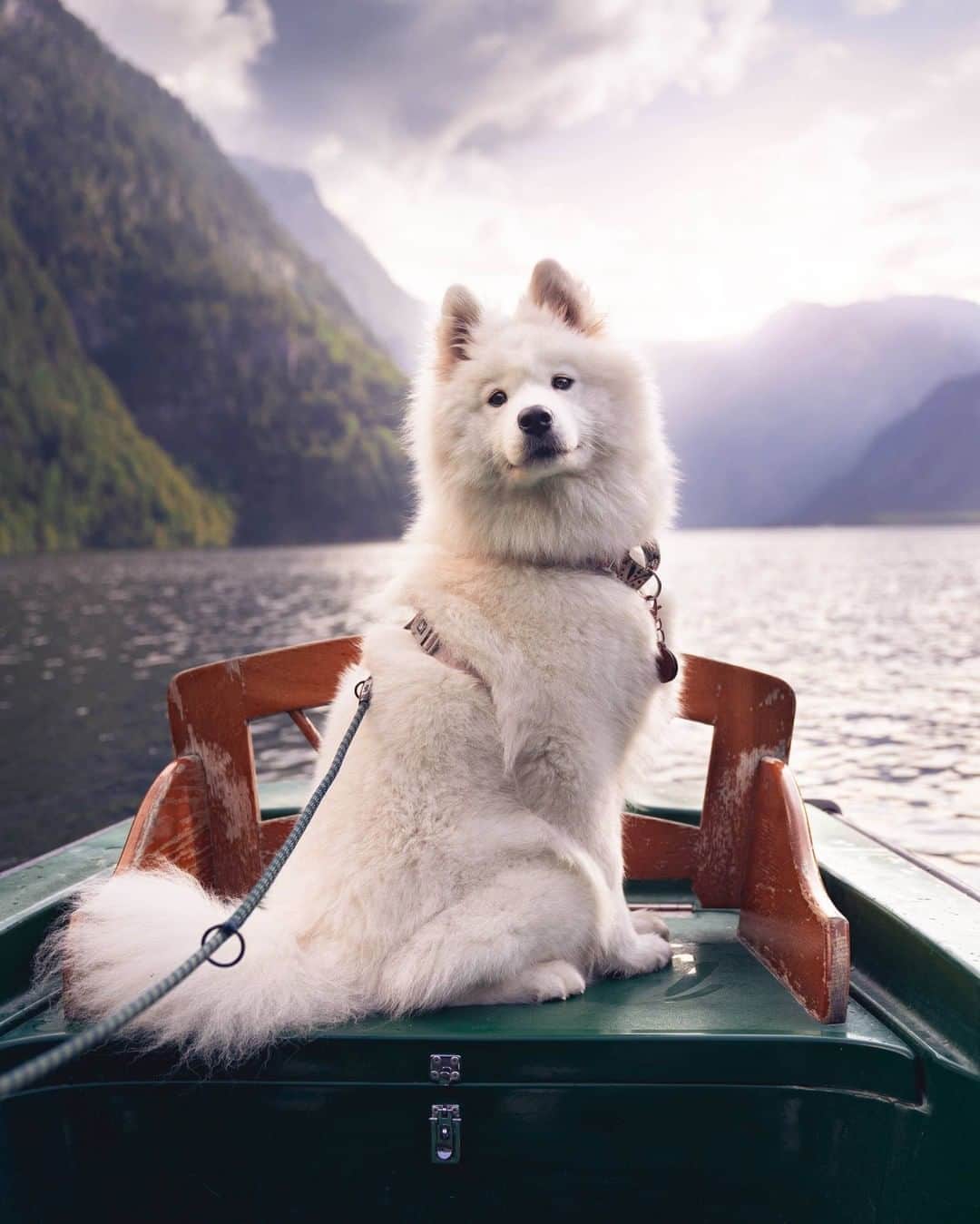 のインスタグラム：「“Fluffy on the outside, adventurer at heart ❤️” - Want to get featured like her? Join “The Barked Club” on FACEBOOK and post something now! 👉 barked.com - 📷 @babybearyuki - #TheBarkedClub #barked #dog #doggo #Samoyed」