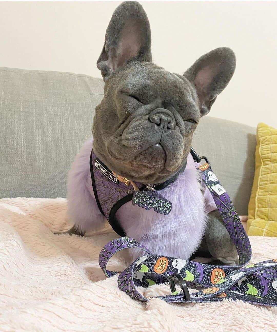 Regeneratti&Oliveira Kennelさんのインスタグラム写真 - (Regeneratti&Oliveira KennelInstagram)「Spooky Season Diva🖤💜🎃💀👻 @iampeaches10  #spookyseason  . . Shop  @frenchie_bulldog ⚡️THE COOLEST⚡️ swag for your pup! 🎁 Get 10% off  with code jmarcoz10 🐾  .   #frenchbulldog #frenchiesofinstagram #frenchies1 #dailyfrenchie #frenchiesoutlaw #frenchielove #frenchielife #frenchieoftheday #frenchies #frenchiebulldogs #frenchbulldoglovers #losangeles #yes #love #cute #peaches  #halloween #2020 #october 💜💜💜」10月17日 22時56分 - jmarcoz