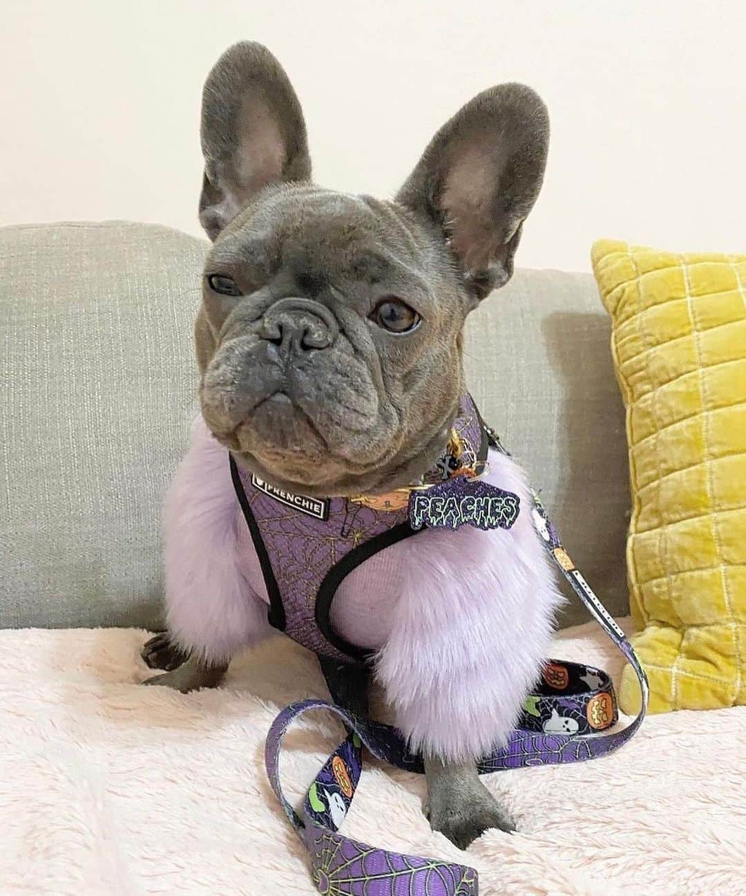 のインスタグラム：「Spooky Season Diva🖤💜🎃💀👻 @iampeaches10  #spookyseason  . . Shop  @frenchie_bulldog ⚡️THE COOLEST⚡️ swag for your pup! 🎁 Get 10% off  with code jmarcoz10 🐾  .   #frenchbulldog #frenchiesofinstagram #frenchies1 #dailyfrenchie #frenchiesoutlaw #frenchielove #frenchielife #frenchieoftheday #frenchies #frenchiebulldogs #frenchbulldoglovers #losangeles #yes #love #cute #peaches  #halloween #2020 #october 💜💜💜」