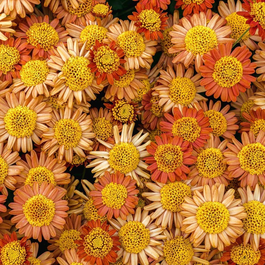 ニューヨーク植物園のインスタグラム