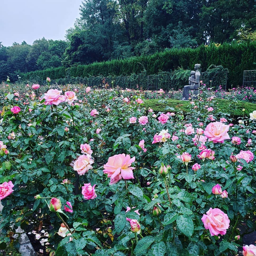 向山志穂さんのインスタグラム写真 - (向山志穂Instagram)「お友達家族にお誕生日のお祝いで薔薇園に連れていってもらいました💕  あいにくの雨でしたが、貸切状態で逆にお花を独り占め😍🌸  こんな大きな花を咲かせているダリアを見たのは人生初めて。 一枚目のフウリンブッソウゲに一目惚れ💞 これはお家で育てられるのなら育ててみたいお花でした✴  薔薇園の他にも植物園やピクニックできる場所もあるのでまたお天気がいい日に行ってみたい！  #薔薇園#ダリア#フウリンブッソウゲ#植物園#ピクニック#」10月17日 23時05分 - shihoo9o6