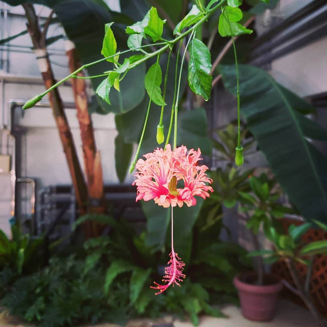 向山志穂のインスタグラム：「お友達家族にお誕生日のお祝いで薔薇園に連れていってもらいました💕  あいにくの雨でしたが、貸切状態で逆にお花を独り占め😍🌸  こんな大きな花を咲かせているダリアを見たのは人生初めて。 一枚目のフウリンブッソウゲに一目惚れ💞 これはお家で育てられるのなら育ててみたいお花でした✴  薔薇園の他にも植物園やピクニックできる場所もあるのでまたお天気がいい日に行ってみたい！  #薔薇園#ダリア#フウリンブッソウゲ#植物園#ピクニック#」