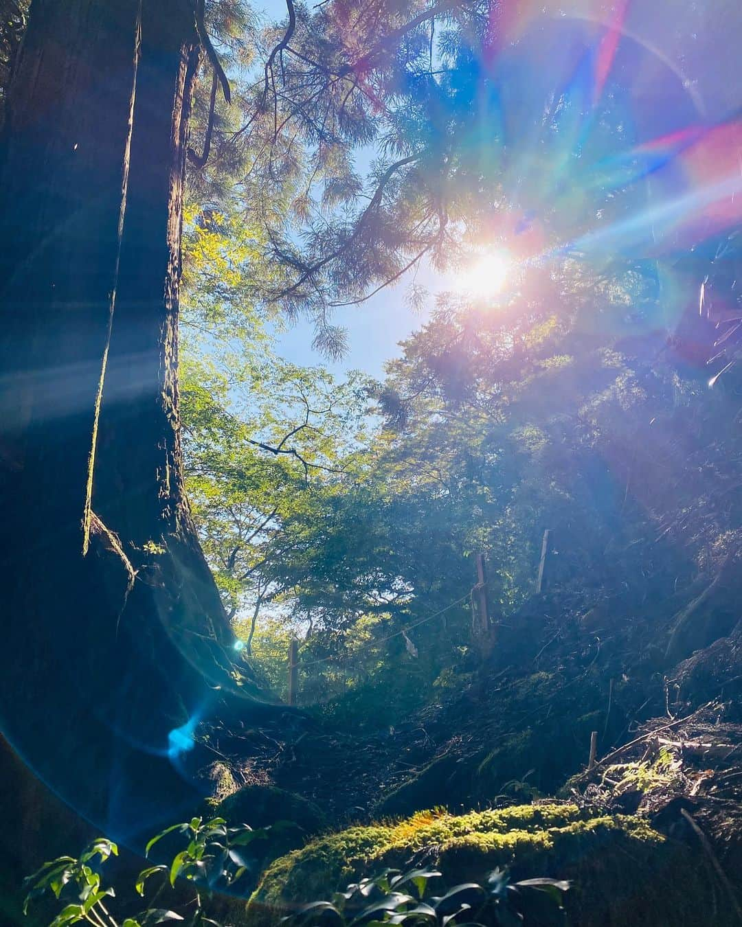 松井絵里奈さんのインスタグラム写真 - (松井絵里奈Instagram)「世界遺産 奈良県十津川村の 標高1000m付近に鎮座する 玉置神社  樹齢3000年と言われる 杉の巨樹群  ここへ訪れると 大自然のエネルギーを感じます🌳✨  #奈良県十津川村 #十津川村 #玉置神社 #杉の木 #樹齢3000年」10月17日 23時12分 - erina74xx