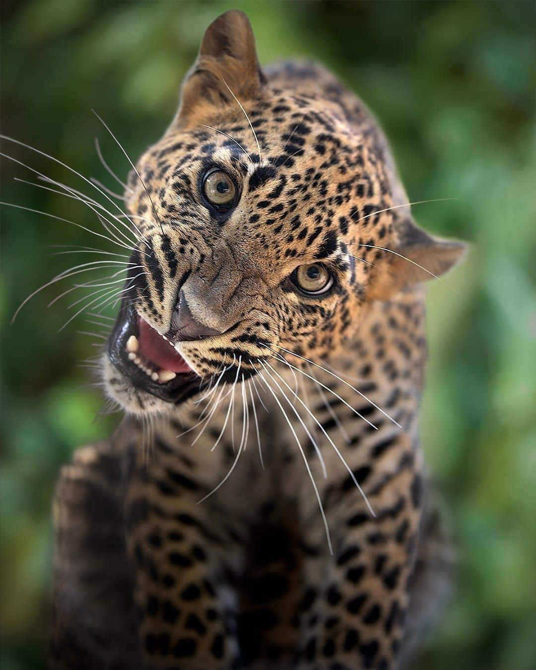 Discoveryさんのインスタグラム写真 - (DiscoveryInstagram)「What’s your favorite type of cat? 🐯 🦁🐱  Photo: Patrick van Bakkum (@patrickvb75)  #globalcatday #bigcatsofinstagram #leopard #growl #natureismetal」10月17日 23時33分 - discovery