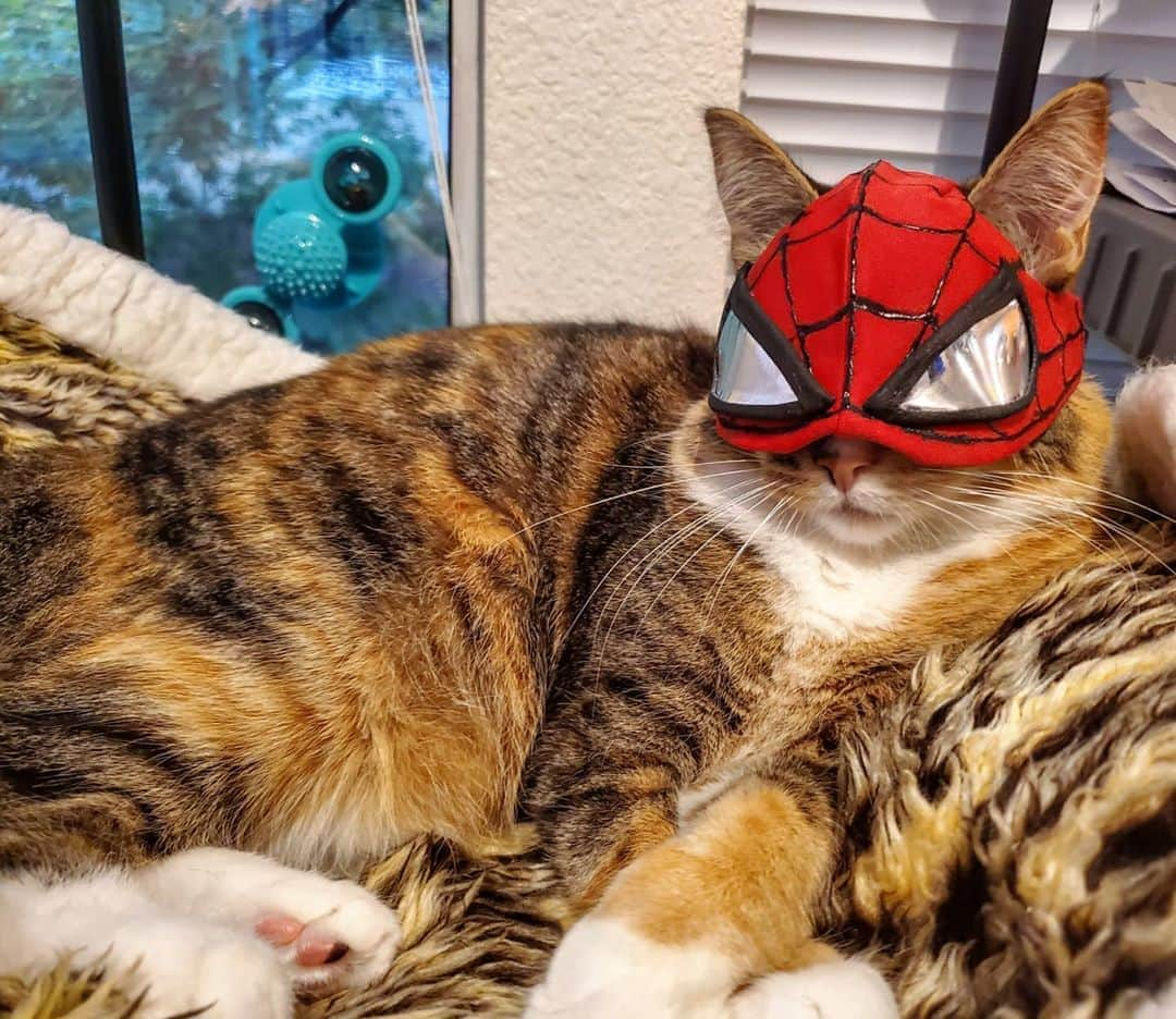 猫コスプレさんのインスタグラム写真 - (猫コスプレInstagram)「Feline cute, might stop crime later. 😸  (Post inspired by @nerfalice's art on Twitter) #SpiderMan #MilesMoralesPS5 . . . . . . . . . #spidercat #spidermanthecat #catcosplay #cosplay #cosplayer #cat #catcostume #catsinclothes #catsofinstagram #catstagram #petclothes #PetCostume #halloween #spidermancosplay #marvelcosplay #marvel #Caturday」10月18日 0時11分 - cat_cosplay