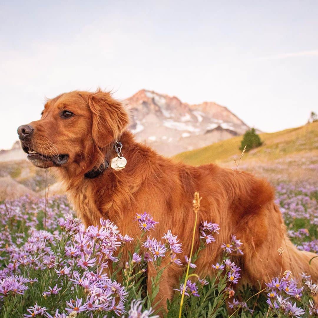 Subaru of Americaさんのインスタグラム写真 - (Subaru of AmericaInstagram)「Weekend stroll through the flower fields anyone🌷🌼? You can recreate this on October 22nd for National #MakeADogsDay, a day to adopt a hard-to-adopt dog or do something special for your dog. (📸: @harley.the.golden_)」10月18日 0時16分 - subaru_usa