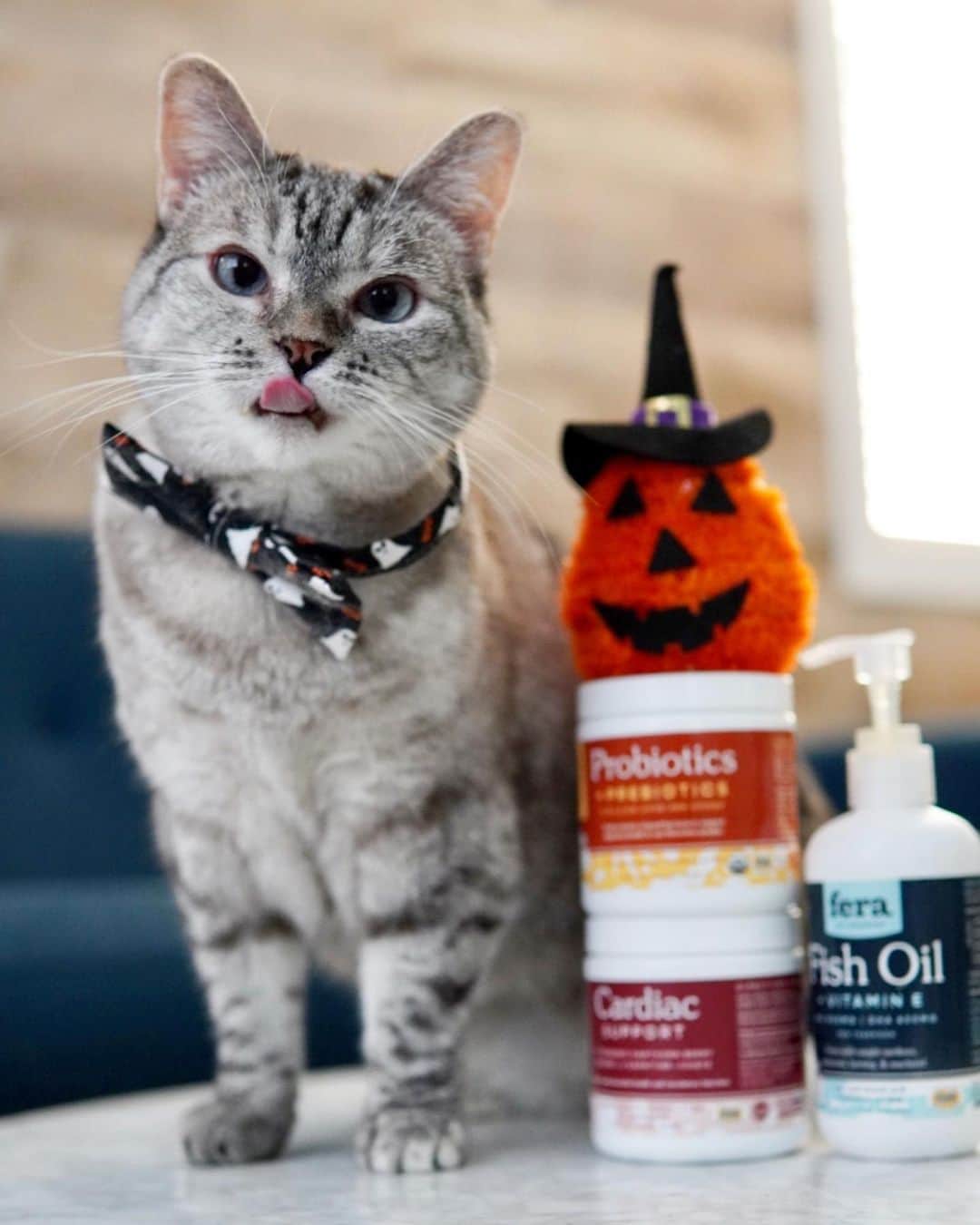 nala_catさんのインスタグラム写真 - (nala_catInstagram)「Congratulations to @scar_cat @cat.lynxypooh and @three_cats_pawrents ❤️❤️ 🎁 GIVEAWAY time 🎉 Let’s celebrate Halloween together! I’m giving away my favorite @ferapetorganics products to 3 lucky winners! ⠀  🏆 3 lucky winners will win a bundles of @ferapetorganics products including Fish Oil 8oz, Probiotics, and Cardiac supplement!   📝 To enter ⠀ 1. Follow @nala_cat, @white_coffee_cat, and @ferapetorganics⠀ 2. Tag a friend in the comments (1 tag = 1 entry) MUST BE ON A SEPARATE COMMENT Unlimited entries! ⠀ ⠀ Giveaway open for US only 🇺🇸 From now through 10/21 Midnight PT. ⠀ We will randomly pick winners and will reach out via DM on 10/22 #fera #giveaway #ferapetorganics」10月18日 0時16分 - nala_cat