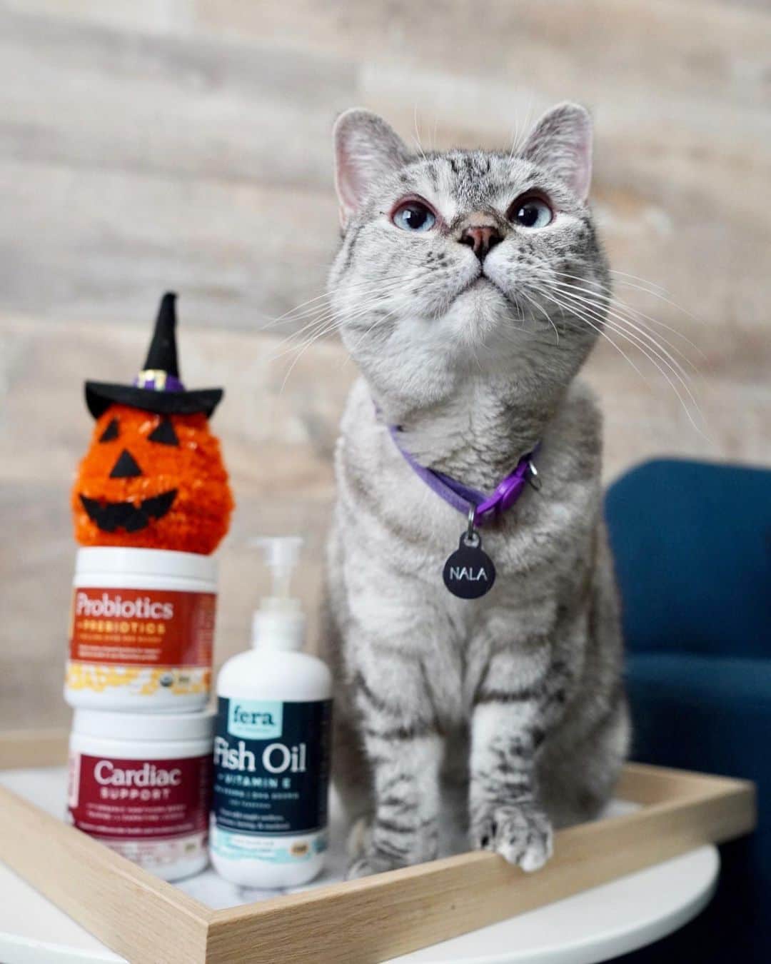 nala_catさんのインスタグラム写真 - (nala_catInstagram)「Congratulations to @scar_cat @cat.lynxypooh and @three_cats_pawrents ❤️❤️ 🎁 GIVEAWAY time 🎉 Let’s celebrate Halloween together! I’m giving away my favorite @ferapetorganics products to 3 lucky winners! ⠀  🏆 3 lucky winners will win a bundles of @ferapetorganics products including Fish Oil 8oz, Probiotics, and Cardiac supplement!   📝 To enter ⠀ 1. Follow @nala_cat, @white_coffee_cat, and @ferapetorganics⠀ 2. Tag a friend in the comments (1 tag = 1 entry) MUST BE ON A SEPARATE COMMENT Unlimited entries! ⠀ ⠀ Giveaway open for US only 🇺🇸 From now through 10/21 Midnight PT. ⠀ We will randomly pick winners and will reach out via DM on 10/22 #fera #giveaway #ferapetorganics」10月18日 0時16分 - nala_cat