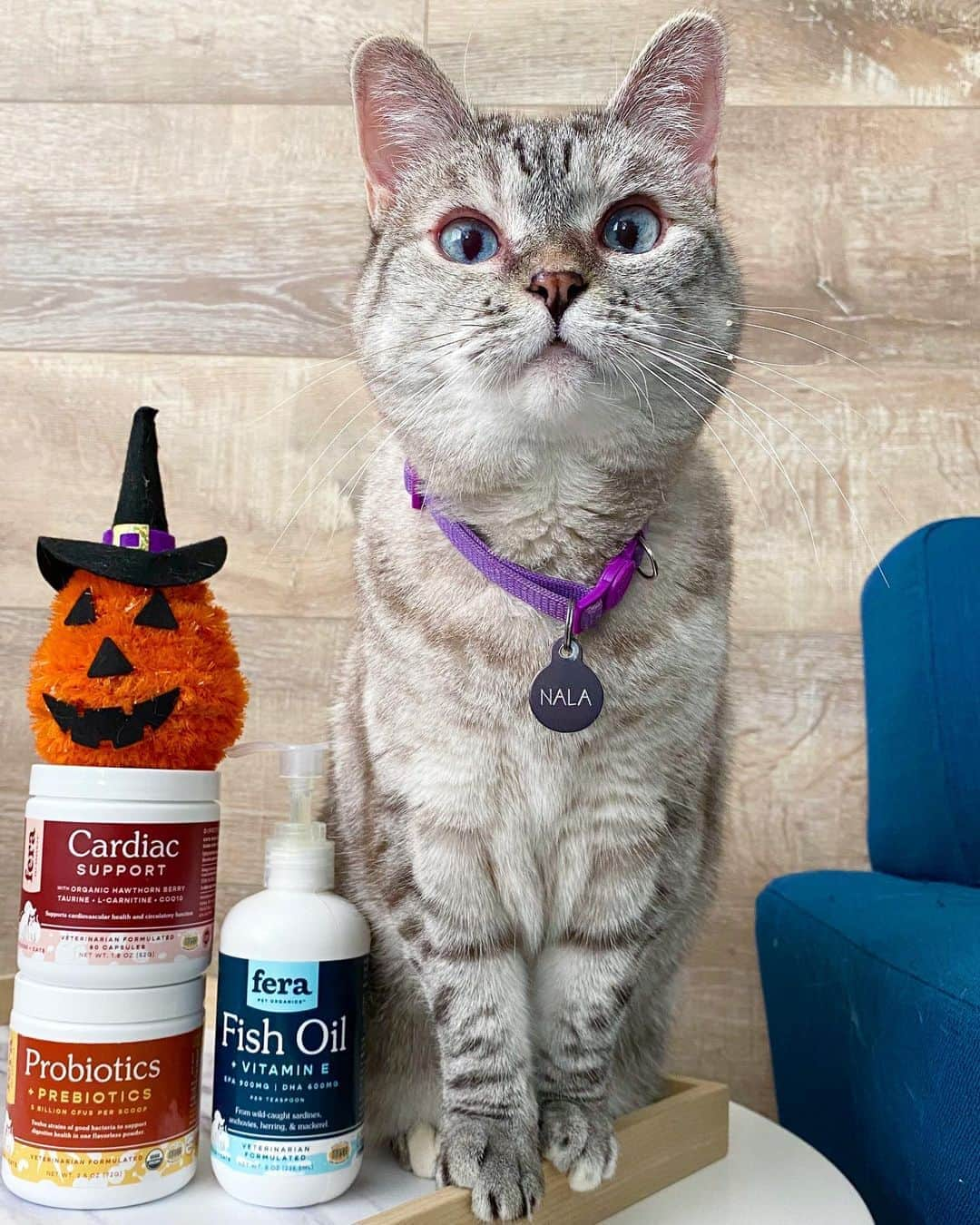 nala_catさんのインスタグラム写真 - (nala_catInstagram)「Congratulations to @scar_cat @cat.lynxypooh and @three_cats_pawrents ❤️❤️ 🎁 GIVEAWAY time 🎉 Let’s celebrate Halloween together! I’m giving away my favorite @ferapetorganics products to 3 lucky winners! ⠀  🏆 3 lucky winners will win a bundles of @ferapetorganics products including Fish Oil 8oz, Probiotics, and Cardiac supplement!   📝 To enter ⠀ 1. Follow @nala_cat, @white_coffee_cat, and @ferapetorganics⠀ 2. Tag a friend in the comments (1 tag = 1 entry) MUST BE ON A SEPARATE COMMENT Unlimited entries! ⠀ ⠀ Giveaway open for US only 🇺🇸 From now through 10/21 Midnight PT. ⠀ We will randomly pick winners and will reach out via DM on 10/22 #fera #giveaway #ferapetorganics」10月18日 0時16分 - nala_cat