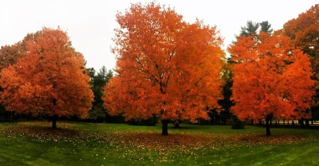 クリス・エヴァンスのインスタグラム：「This is turning into an autumn fan account, but how can I not post these 3 triumphs that live in front of my house?」