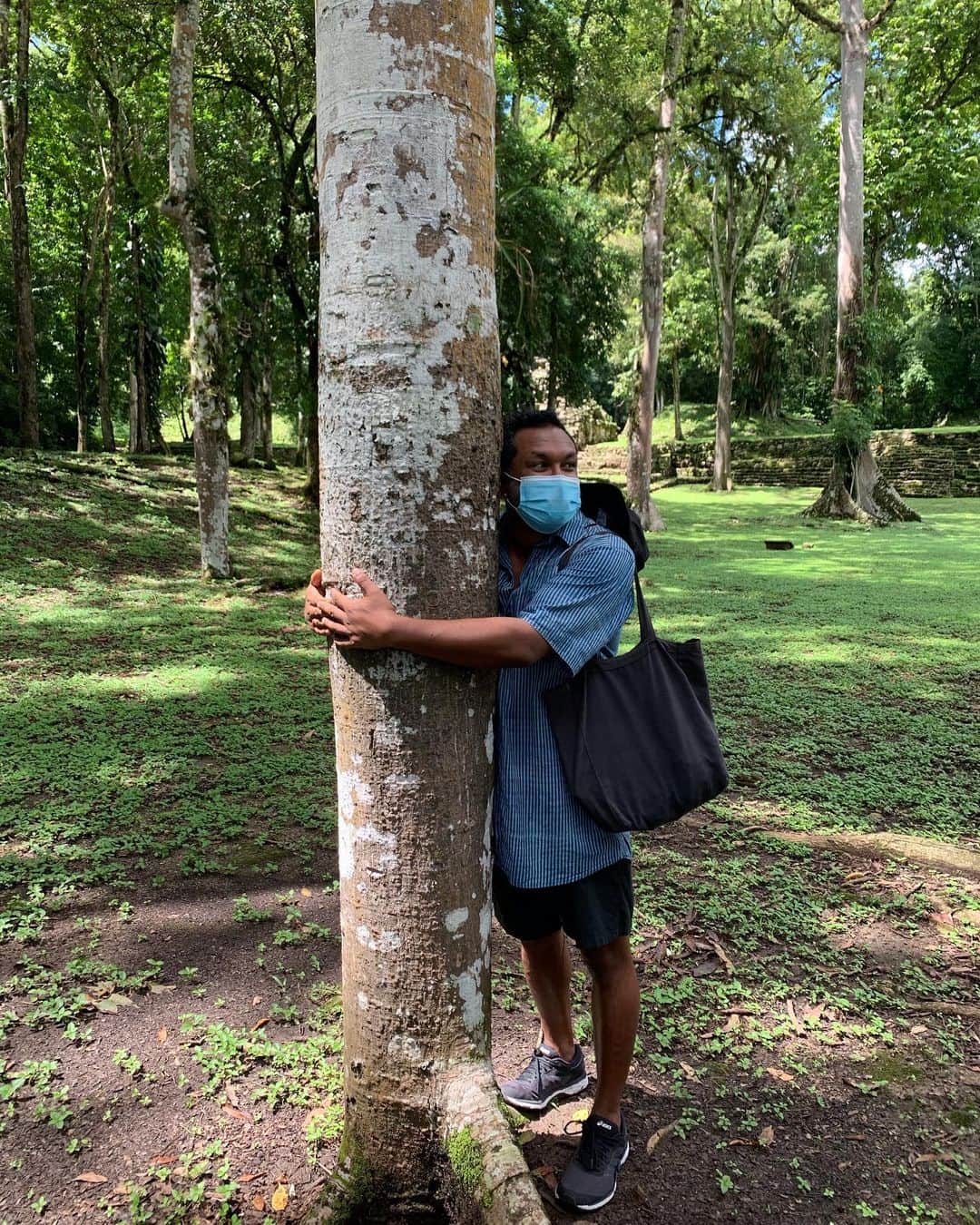 トームさんのインスタグラム写真 - (トームInstagram)「#Treehugging is an ancient concept, rooted (Geddit) in mutual respect. The Maya practiced it for multiple benefits. So told us JESUS, our guide, who is a conservationist specializing in the 110 remaining Jaguar 🐆 that live in the protected jungle surrounding the ruins of #Yaxchilan an ancient Maya city located on the bank of the Usumacinta River in the state of Chiapas, Mexico. In the Late Classic Period Yaxchilan was one of the most powerful Maya states along the course of the #UsumacintaRiver. (Slide 2)  . He is a descendant of these people and speaks #Ch’ol one of the 7 languages of the #Chiapas #Mayans (there used to be up to 95 #Mayan languages in the area)  . The language of trees is universal and sacred to the #Mayanpeople. For the #Maya, trees were essential for life, they had a profound respect for them, and they attributed religious and cosmological qualities to them. Today many are still considered sacred. The legends and customs that circulate around trees are a lasting part of the culture till this day.  One of the most important trees is the ceiba, or yaxché, a sacred tree to the Maya, symbolizing life and fertility. They relate it to the three cosmic planes: its great height relates to the heavens, its trunk and foliage to the earth, and its deep roots to the underworld. @alexsikkema is standing in front of a 500 year old 🌲 in slide 3 . Slide 6: #SpiderMonkeys playing while #HowlerMonkeys terrify us all . Slide 7: one of 4 crocodiles 🐊 we spotted em route along the #Mexico #Guatemala border  . Slide 8: a frog 🐸」10月18日 0時26分 - tomenyc