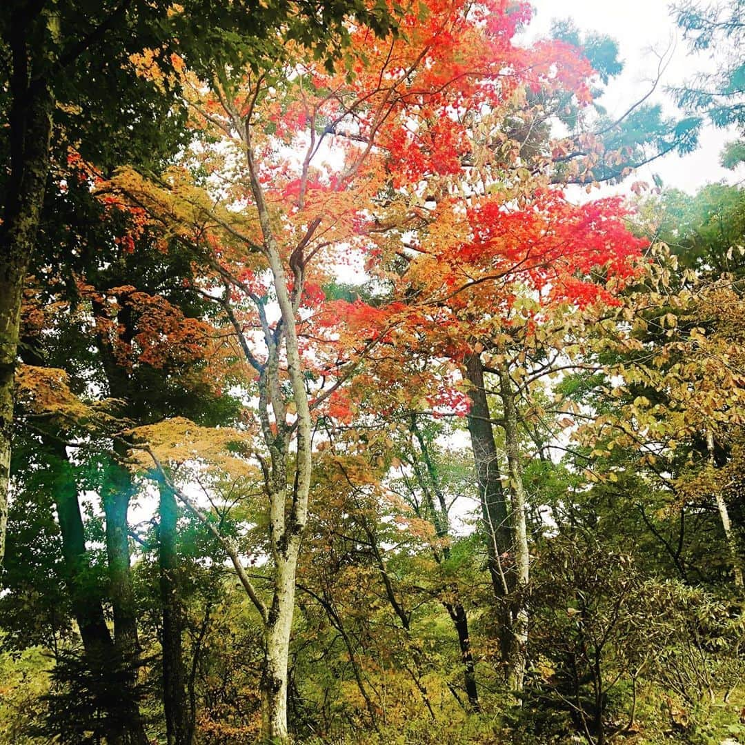 三浦瑠麗さんのインスタグラム写真 - (三浦瑠麗Instagram)「雨上がり。紅葉が濡れている。」10月18日 11時34分 - lullymiura