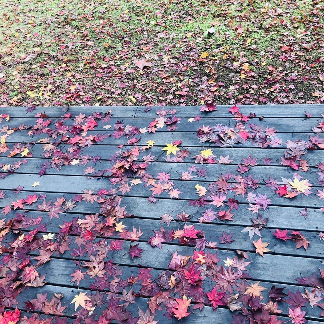 三浦瑠麗さんのインスタグラム写真 - (三浦瑠麗Instagram)「雨上がり。紅葉が濡れている。」10月18日 11時34分 - lullymiura