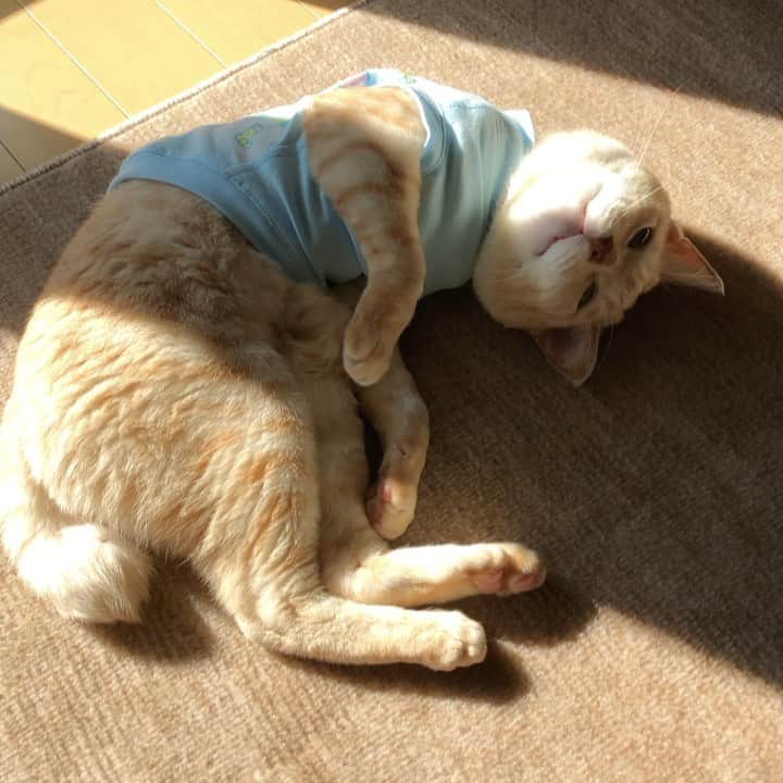 ruiruiのインスタグラム：「福ちゃんは元気にしてます。 今朝の福ちゃんです（2020/10/18） . 昨日の夜はフードの入った食器を目の前にすぐに食べようとしない福ちゃん💦 フードにお顔を近づけて匂いを嗅いではみるものの、しばらく躊躇していました。 やっとの思いで食べ始めたのですが、ちょっとずつちょっとずつ一生懸命にお口に入れてましたが完食はしませんでした💦  今朝はいつもの時間には食なかったので、時間を置いてあげたところ、少しですが頑張って食べてくれました。 頑張ってる福にはホント頭が下がります。 . . 本当にたくさんの応援コメントありがとうございます🙇‍♀️皆さんの思いが福に伝わってると思います。 . . Fuku-chan has been treated with anti-cancer drugs after radiation therapy. Wearing clothes to protect the treated area. . . #副作用 #抗がん剤治療中 #放射線治療 #皮膚型リンパ腫 #手作り術後服 #福ちゃんは耳が聞こえない #右目失明 #元野良猫 #保護猫 #猫 #にゃんこ #にゃんすたぐらむ #ねこ #茶トラ #ねこ部 #ふわもこ部 #ペコねこ部 #pecocat #mofmo #deafcat #cute #cat #cats #catlover #catstagram #instacat #Instagramcats #ilovemycat  #catsofinstagram #catstagram_japan」