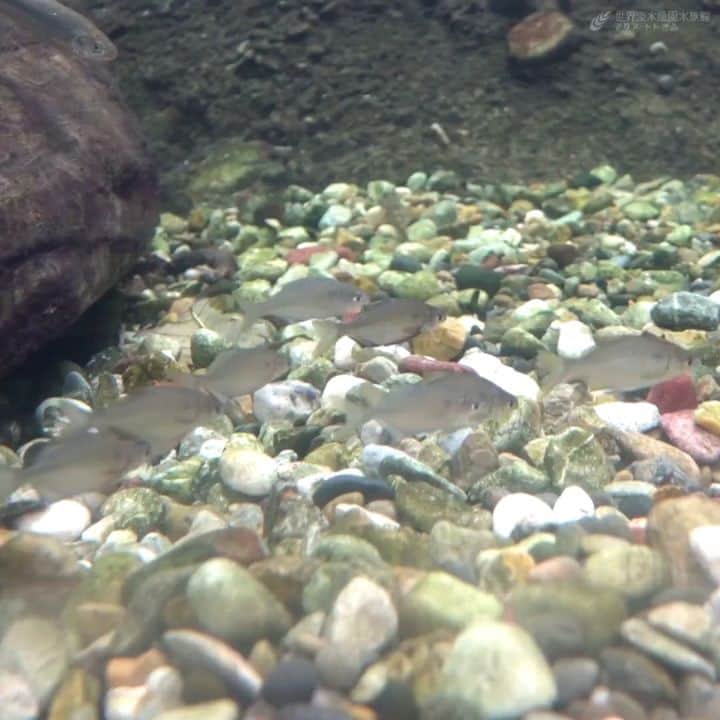 世界淡水魚園水族館 アクア・トト ぎふのインスタグラム：「国の天然記念物であるイタセンパラを展示しました。  春に生まれたイタセンパラは、繁殖期である秋に産卵すると、そのほとんどが一生を終えます。繁殖期の今はオスの体に鮮やかな紫色の婚姻色があらわれています。美しい姿をぜひご覧ください。  #アクアトト #アクアトトぎふ #アクアトト岐阜 #水族館#aquarium#Deepbodybitterling#Acheilognathuslongipinnis」