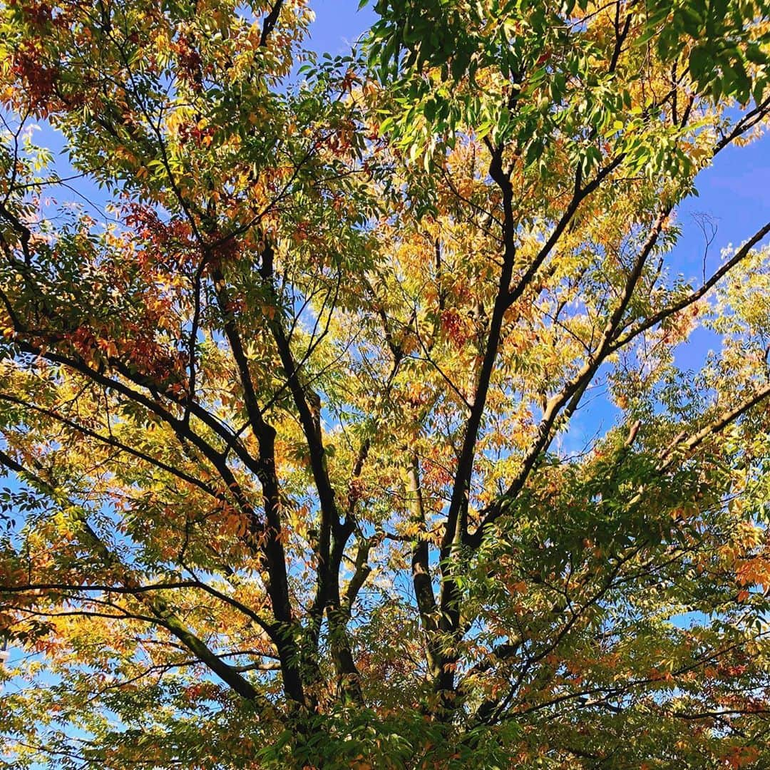 嶺恵斗さんのインスタグラム写真 - (嶺恵斗Instagram)「秋晴れ🍁 ・ 仕事前に少し早く出てお散歩。 朝の空気感がすき❣️ ハワイを思い出すから（笑）  夜が強くない方なので、どちらかというと早く寝て朝活派。 そしてカフェでお茶☕️ が最高のコース！  今日も良い日✨ ・ #朝散歩 #リフレッシュ  #秋晴れ #気持ちいい  #主婦日記#嶺恵斗#朝活  #ハワイロス  #love #hawaii #cafe」10月18日 10時53分 - etsuko__7