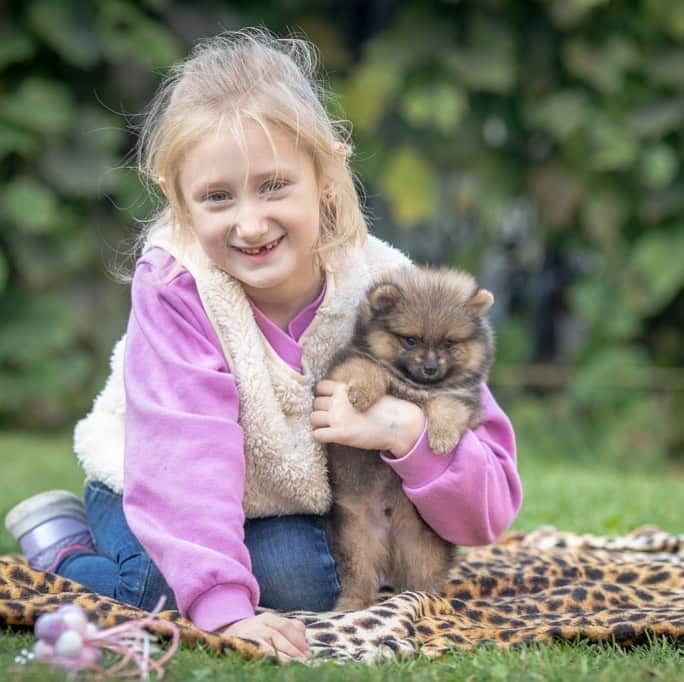 Puppy For Sale.さんのインスタグラム写真 - (Puppy For Sale.Instagram)「Мальчик померанского шпица рыже соболиного окраса😊❤️ ⠀ Привит по возрасту. Готов к переезду в новую семью😊 ⠀ За более подробной информацией обращайтесь в Директ или Вотсапп ⠀ ___ ⠀ Следите за нашими обновлениями и подписывайтесь👇 ⠀ @artsimpatiya ⠀ Больше информации, фото и видео: Директ, на личном сайте питомника Арт Симпатия: www.artsimpatiya.ru ⠀ #шпиц #puppypomerian #chiotpoméranien #puppypom #puppypomeranian #pomeranianpartycolor #pomeranianparis #partypom #partypomeranian #pomeranianpup #pomeranianpuppy #pomeranianpuppies #pomeranianfrance #pomeranianspitz #pomeranianpage #pomeraniandogs #pomeranianlovers #teacuppuppies #teacup #teacups #pomerania #spitztagram #spitzlovers #spitzpomeranian #spitzdog #spitzpuppy」10月18日 2時51分 - artsimpatiya