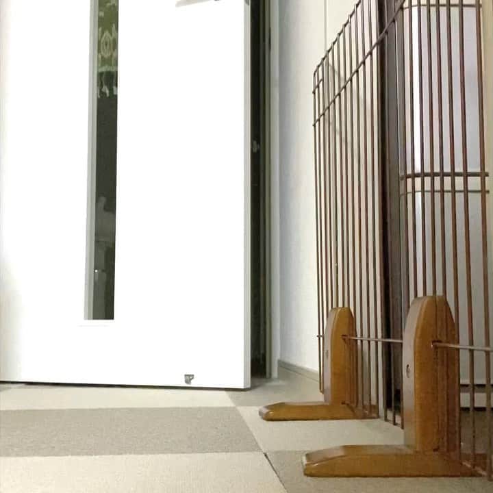 meekooのインスタグラム：「深夜２時のギンギラギン。早く寝てくれー🌟 #昼寝して眠れない飼い主」