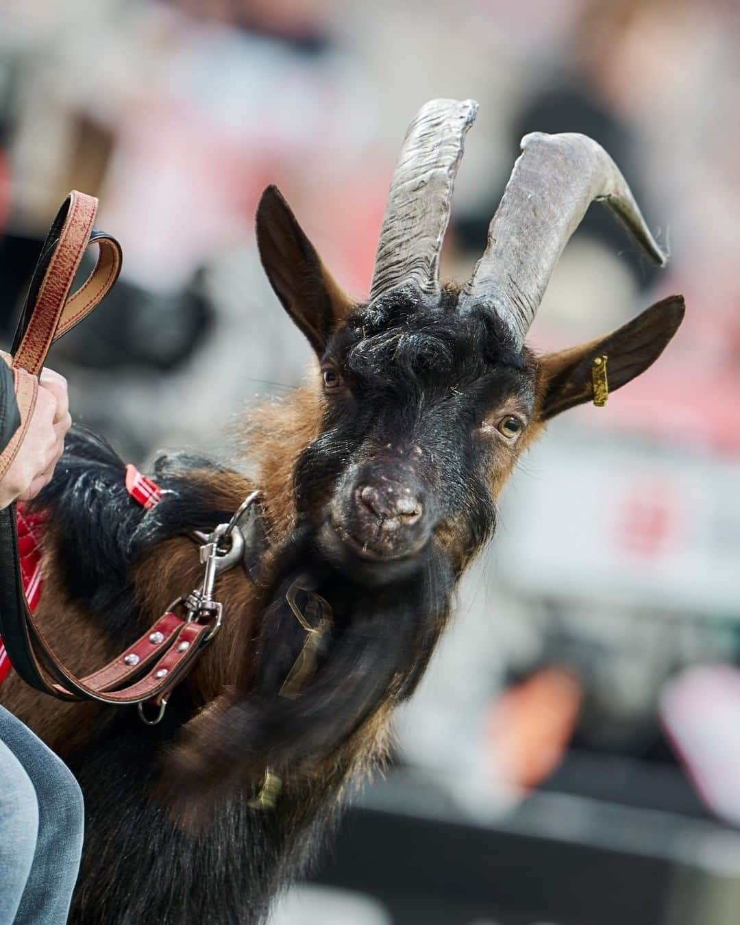 1.FCケルンさんのインスタグラム写真 - (1.FCケルンInstagram)「Hennes, du fehlst. 🐐😪 #effzeh」10月18日 3時00分 - fckoeln