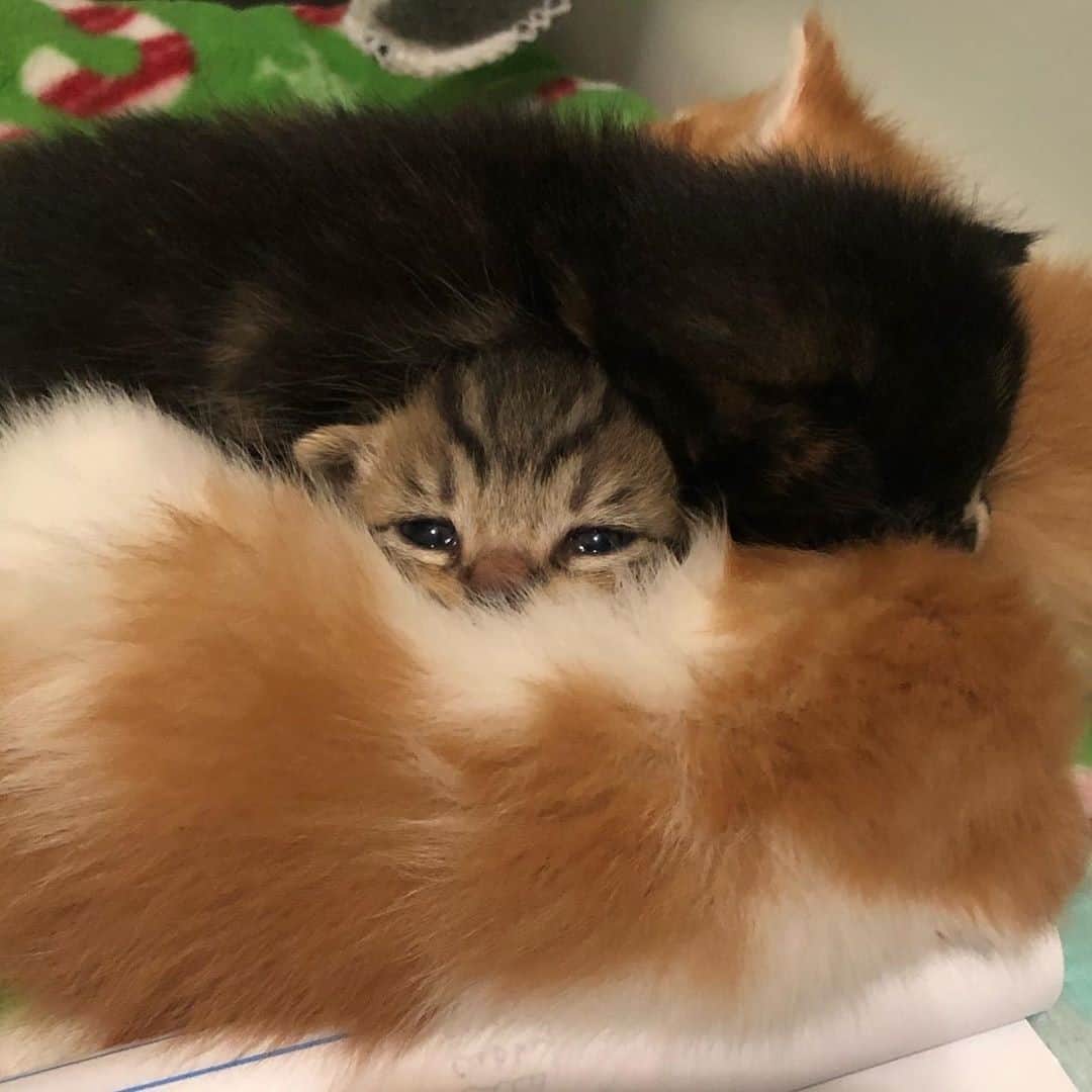 Cats of Instagramさんのインスタグラム写真 - (Cats of InstagramInstagram)「From @fosterkittenlove: “Let’s be honest. We all want to be sandwiched between two kittens right now.” #catsofinstagram」10月18日 3時05分 - cats_of_instagram
