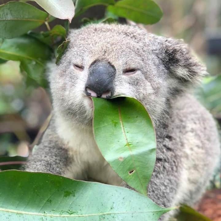 Australiaさんのインスタグラム写真 - (AustraliaInstagram)「When your mum says no dessert until you eat your greens 😒 @timswildlife captured this hilarious close-up of Lane the #koala, and as the director of the @australianreptilepark in @visitnsw, he’s certainly no stranger to the cheeky behaviour of resident animals. Truth be known, his furry little friend here actually has no interest in sweets as koalas have an exclusive diet of eucalyptus leaves; in the wild they even have favourite food trees! Located on the @lovecentralcoastnsw, a mere hour or so from @Sydney, a day trip to the #AustralianReptilePark is always a koala-ty idea 🐨 #seeaustralia #newsouthwales #visitnsw #holidayherethisyear」10月18日 4時00分 - australia