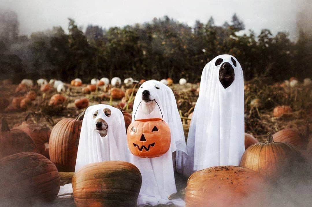のインスタグラム：「Very spooky, much scare, goob job everypawdy - Want to get featured like them? Join “The Barked Club” on FACEBOOK and post something now! 👉 barked.com - 📷 @hesmyalibi - #TheBarkedClub #barked #dog #doggo #ShibaInu #HuskyMix #AkitaMix #LabradorMix #BoxerMix」