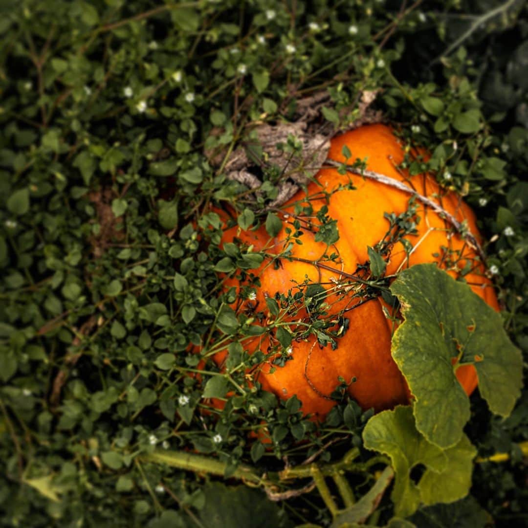 ピューディパイさんのインスタグラム写真 - (ピューディパイInstagram)「Went pumpkin patchin🧨🎃」10月18日 4時28分 - pewdiepie
