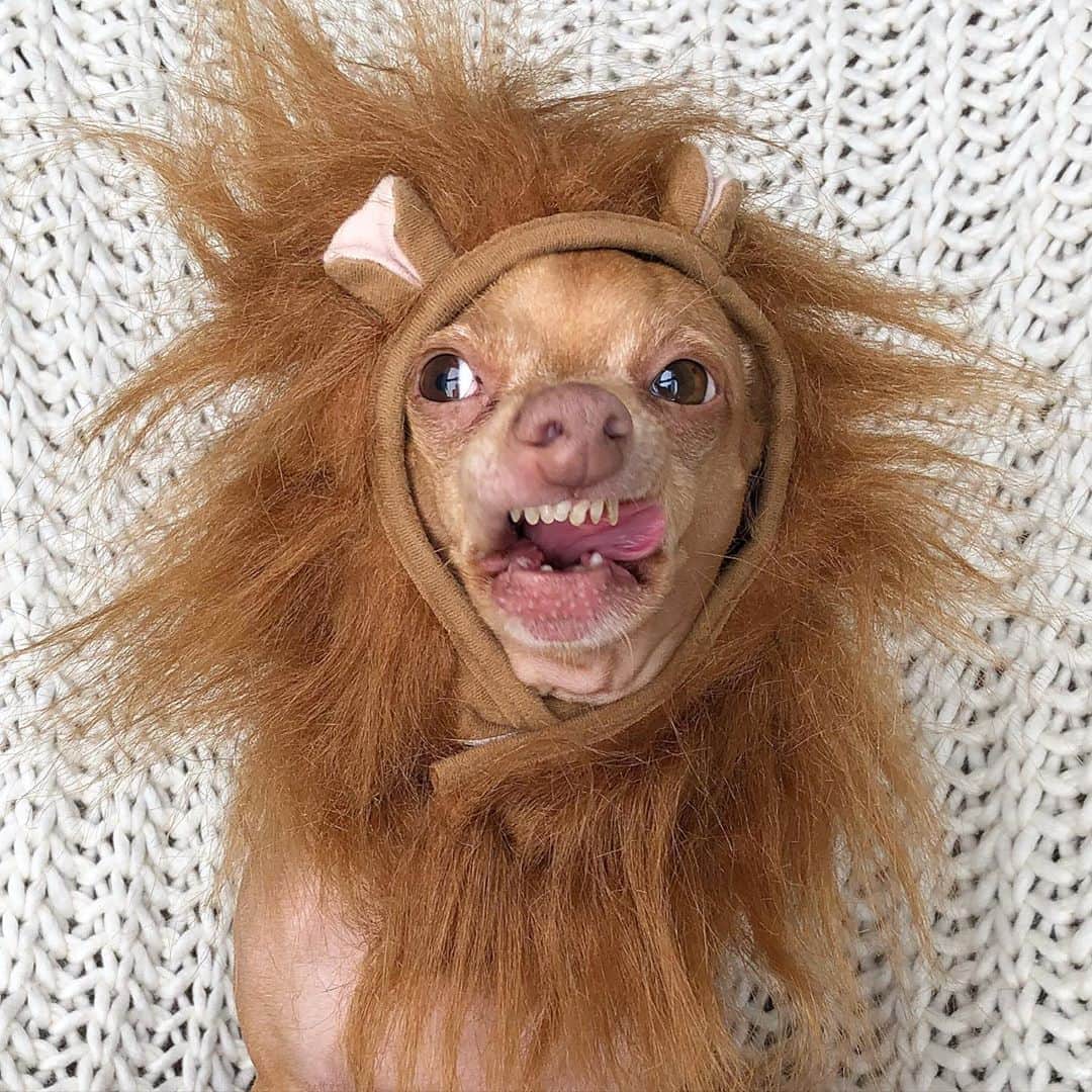 Tuna {breed:chiweenie} さんのインスタグラム写真 - (Tuna {breed:chiweenie} Instagram)「If Tuna was a lion, he would definitely be this aggro, and I would love him all the more for it.  I’m not lion. 🦁」10月18日 4時48分 - tunameltsmyheart