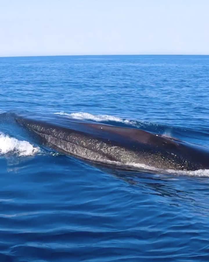のインスタグラム：「This amazing Fin Whale popped up in front of us ... it was huge!!! #GoProHero9 #ocean #life #satisfying #GoPro」