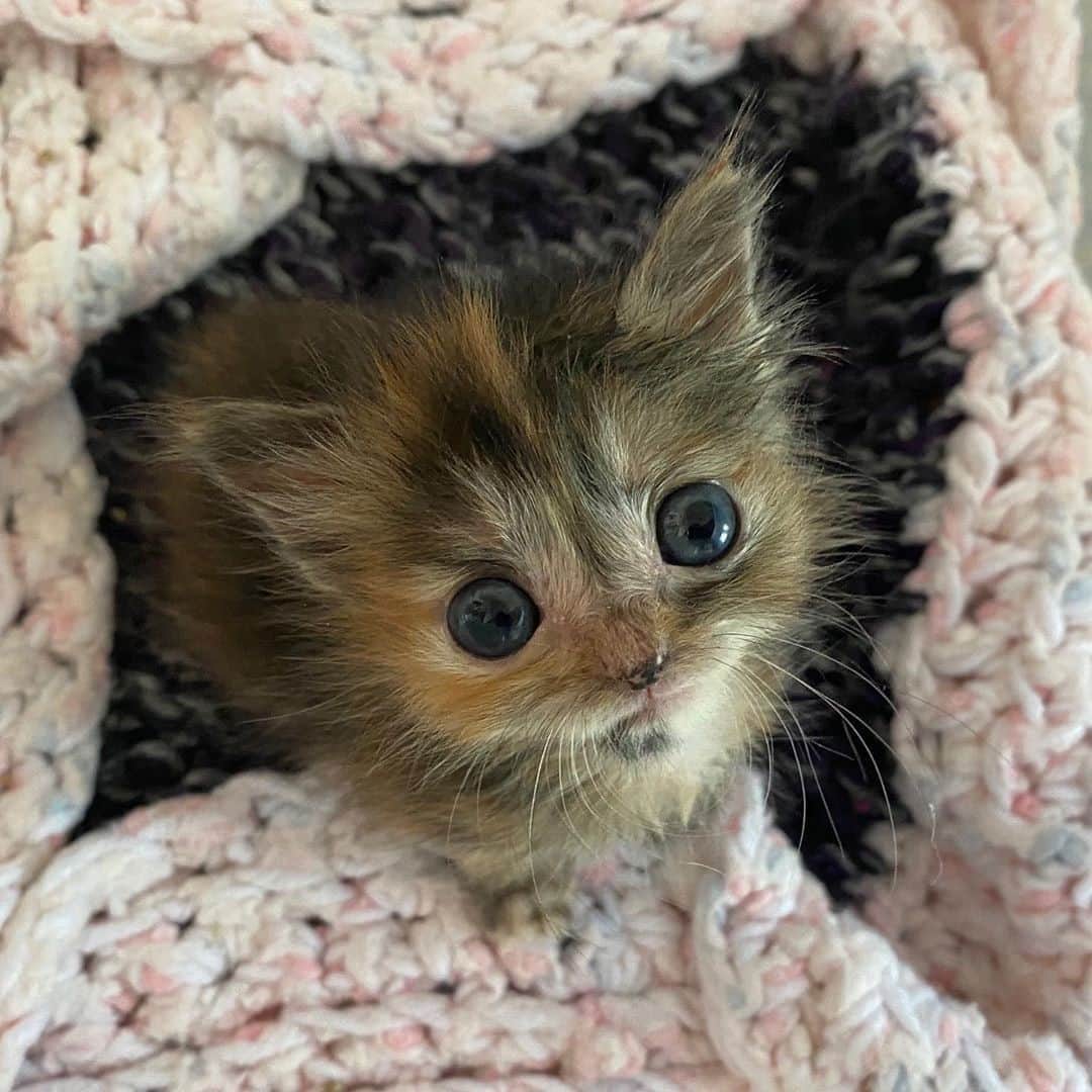 Cats of Instagramさんのインスタグラム写真 - (Cats of InstagramInstagram)「From @bottlebabyfosters: “75% eyeball, 1000% cute (and like 15% spicy)” #catsofinstagram」10月18日 5時35分 - cats_of_instagram