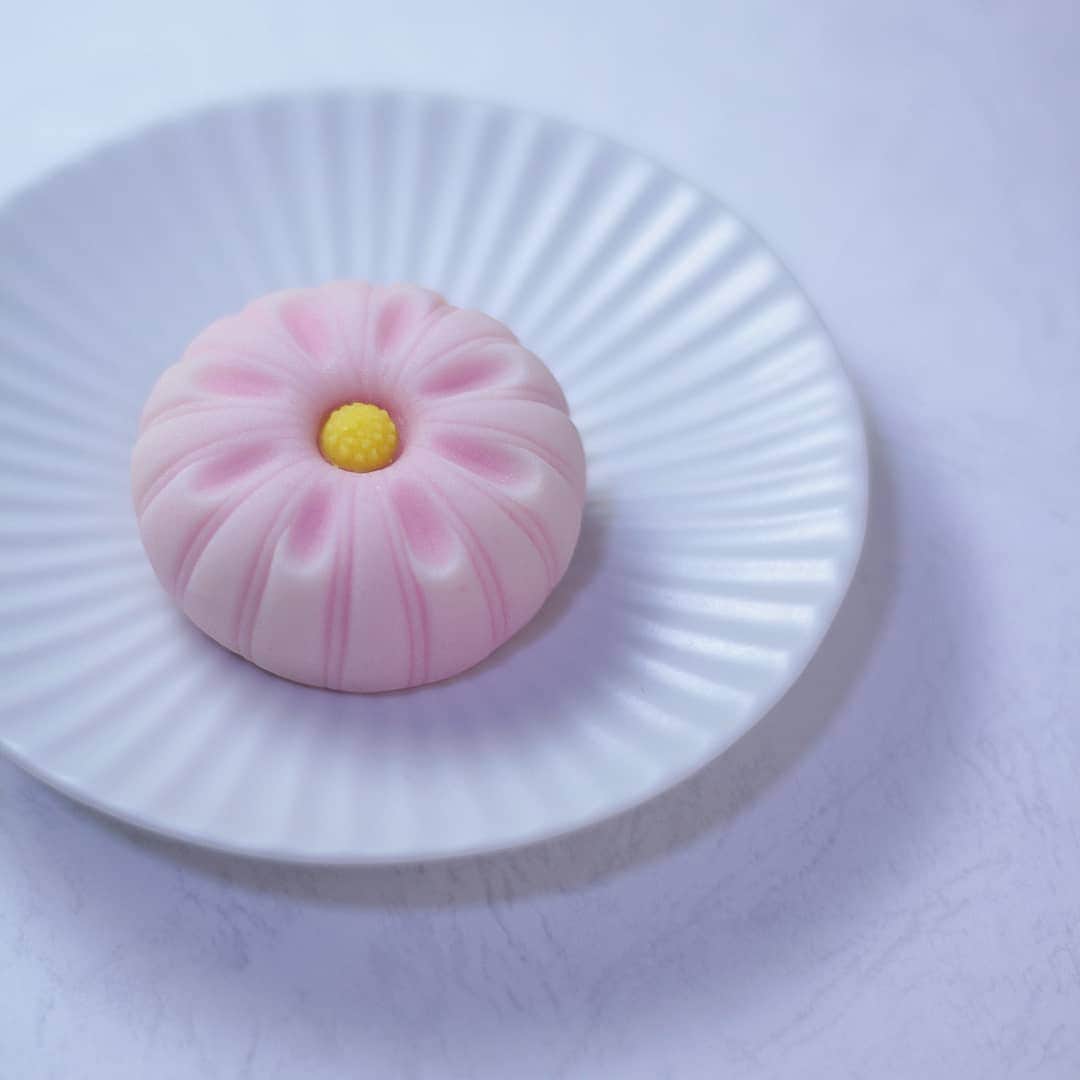 和菓子職人 三納寛之のインスタグラム：「『菊花』  練り切り製 小豆漉し餡  最近告知ばかりで普段の投稿が疎かに、、、。写真もなかなか撮れてないです。週一のまったりペースがさらにまったりに(--;)ちゃんと投稿していくよう心がけます🙏  写真の菊、よくあるヘラ切りに細工棒で押したものの変形バージョンです。一本線と違い二本線は左右の力を均等にかけてヘラ入れしないと線に偏りが出るのでなかなか集中力が必要な作業です。  今日は名古屋星が丘テラスでの販売ですが今月から第2火曜日と第3日曜日になりました。岐阜本巣市は第4水曜日となります。通販はその他のお仕事の状況をみてやれる時にやります🙇  ーーーーーーーーーーーーー #和菓子 #Wagashi #花 #Flower #花のある暮らし  #茶道 #抹茶 #上生菓子 #主菓子 #菊 #beautiful #art #練り切り #nerikiri  #Japan #Japanese #Japanesefood  #インスタ茶道部 #和菓子教室 #日本文化 #🍡 #FoodPIC #岐阜 #晴れ #スイーツ #あまいもの  #和スイーツ #和菓子好き #器 #器好き」