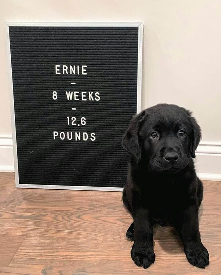 World of Labradors!さんのインスタグラム写真 - (World of Labradors!Instagram)「Meet Ernie! - @ernie_theenglish」10月18日 6時17分 - worldoflabs