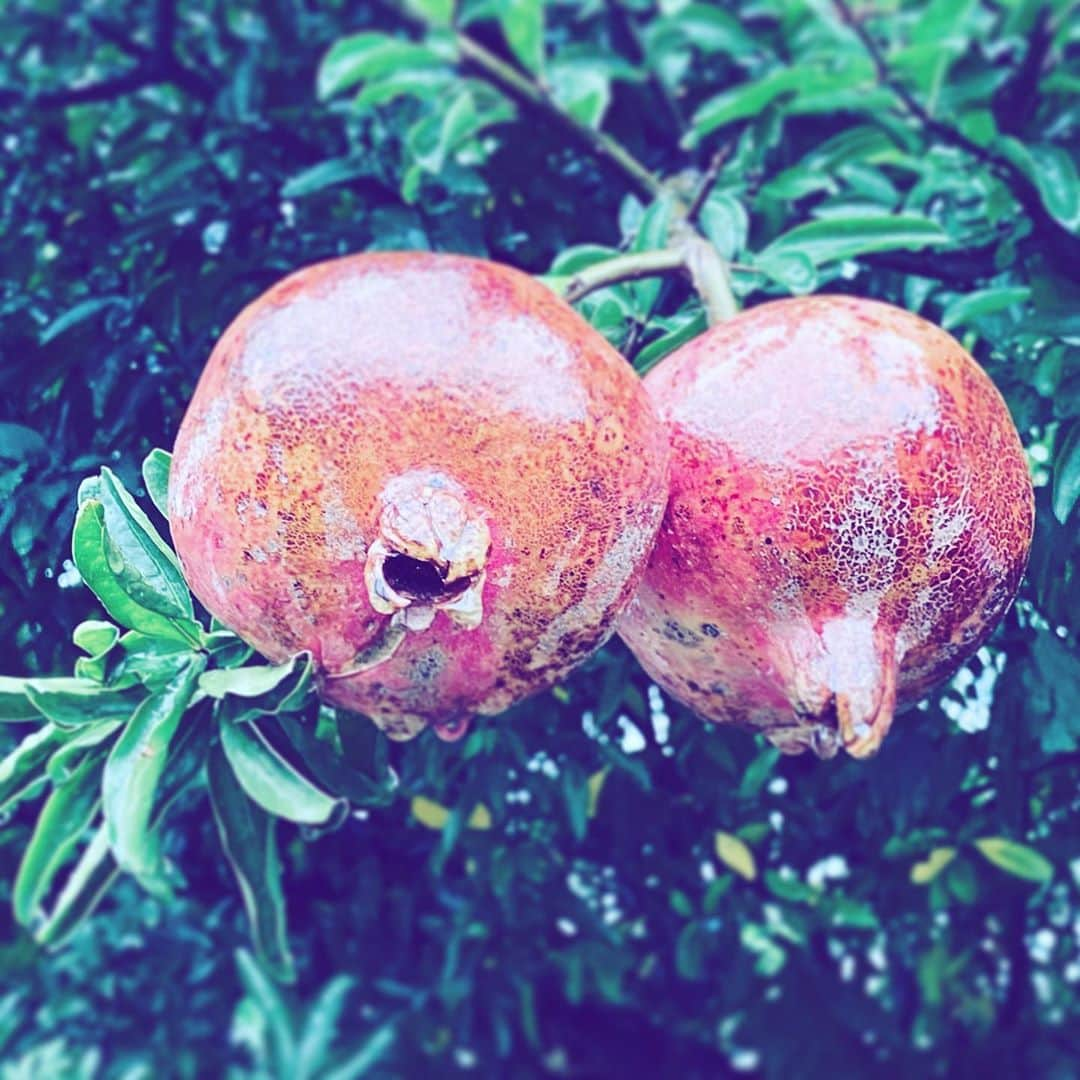 中野敬久さんのインスタグラム写真 - (中野敬久Instagram)「#zakuro #fruit #sweet #sour #red #blossom」10月18日 6時11分 - hirohisanakano