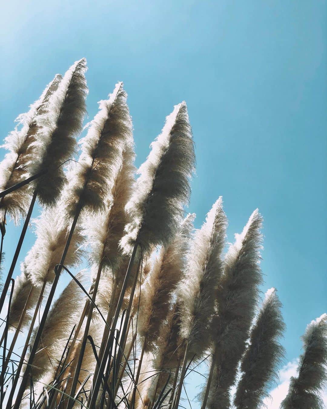sunday_722のインスタグラム：「*﻿ *﻿ パンパスグラス🌾🌾🌾﻿ *﻿ 美しい秋﻿ *﻿ ﻿ 遠くから眺めるのも﻿ 風になびくのも﻿ そして、見上げるのも﻿ 良いんです。 秋がだんだん深まって﻿ 来ています。﻿ ﻿ *﻿ 一人遊び🚲﻿ *﻿ #海の中道海浜公園﻿ #pampasgrass﻿ #パンパスグラス﻿ #シロガネヨシ﻿ #ShotOniPhone﻿ #ShotOniPhoneX﻿ #rnifilms﻿ #busystranger﻿ #tv_pointofview﻿ #Fukuokapics﻿ #jj_mobilephotography﻿ #transfer_visions﻿ #indies_minimal﻿ #visionofpictures﻿ #worldmobilephotography﻿ #royalsnappingartidts﻿ #floweroftheday﻿ #raw_mobile  #fivesixmag」