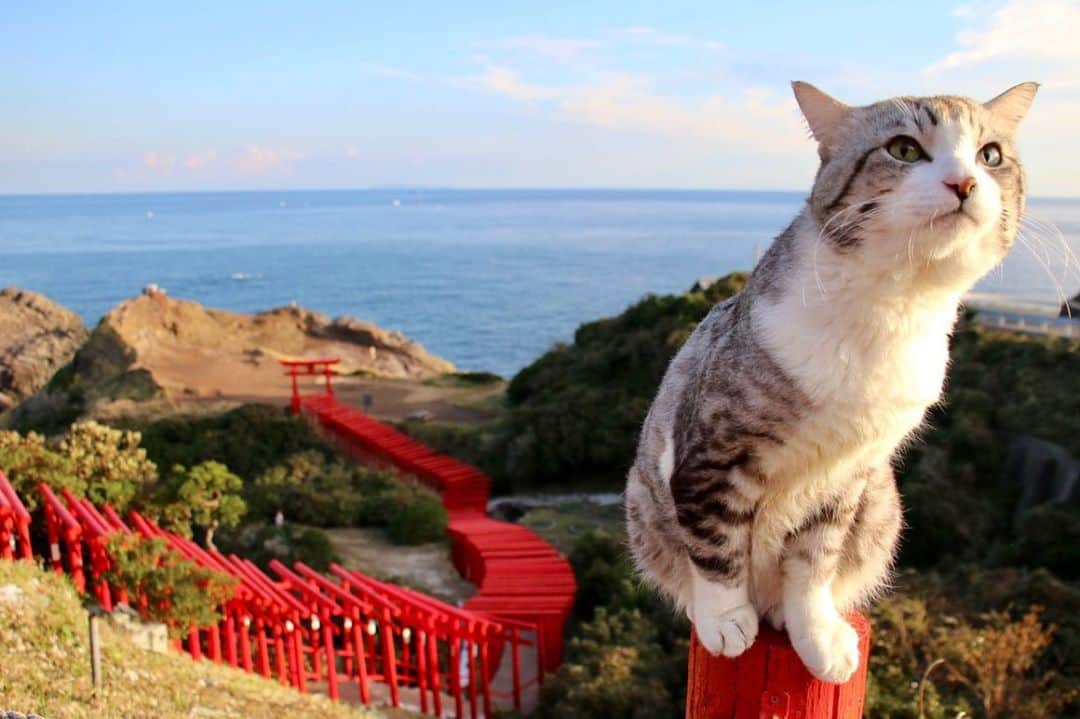 Nyankichi Noranekoさんのインスタグラム写真 - (Nyankichi NoranekoInstagram)「元乃隅神社(もとのすみじんじゃ)でのパトロール異常なし😸 福岡に帰るにゃり🚘  在天乃隅神社的巡邏沒有發現異常😸 回去福岡喵哩🚘  No abnormal things are found on the patrol at Motonosumi Jinjya (shrine)😸 I am going back to Fukuoka meow 🚘  #猫 #cat #고양이 #แมว #貓 #кошка #wats #chat #ニャンスタグラム #gato #catsofinstagram #ねこ部 #旅猫 #cats #aso #japan #猫写真 #ねこ #seekor #ネコ #kitty #パトロール #kucing #kucinglucu #元乃隅神社 #山口県 #長門市 #鳥居 #yamaguchi」10月18日 7時51分 - noraneko_nyankichi