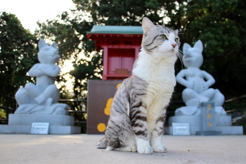 Nyankichi Noranekoさんのインスタグラム写真 - (Nyankichi NoranekoInstagram)「元乃隅神社(もとのすみじんじゃ)でのパトロール異常なし😸 福岡に帰るにゃり🚘  在天乃隅神社的巡邏沒有發現異常😸 回去福岡喵哩🚘  No abnormal things are found on the patrol at Motonosumi Jinjya (shrine)😸 I am going back to Fukuoka meow 🚘  #猫 #cat #고양이 #แมว #貓 #кошка #wats #chat #ニャンスタグラム #gato #catsofinstagram #ねこ部 #旅猫 #cats #aso #japan #猫写真 #ねこ #seekor #ネコ #kitty #パトロール #kucing #kucinglucu #元乃隅神社 #山口県 #長門市 #鳥居 #yamaguchi」10月18日 7時51分 - noraneko_nyankichi