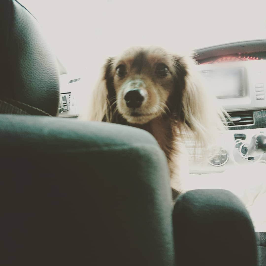 くるみんのインスタグラム：「* 昨日は雨だったので、駅まで車で送ってもらった。 私が後ろの席に座ってると、ずーっと後ろ見つめてくるあずきちゃん。  #カニンヘンダックスフント #カニンヘン #カニンヘンダックス #カニンヘンダックスフンドの日常 #カニンヘンの会 #カニンヘンダックスフンド #チョコタンダックスフント #チョコタンダックスフンド #チョコタンダックス #チョコタン #ダックスlove #ダックス多頭飼い #ダックスフント #ダックスフンドカニンヘン #ダックス部 #ダックス大好き #ダックスフンド #ダックス #いぬばか部 #いぬすたぐらむ #短足部 #dachshundgram #dachshund #dogstagram #all_dog_japan #east_dog_japan #instagramdog #instadachs #inustagram #7pets_1day」