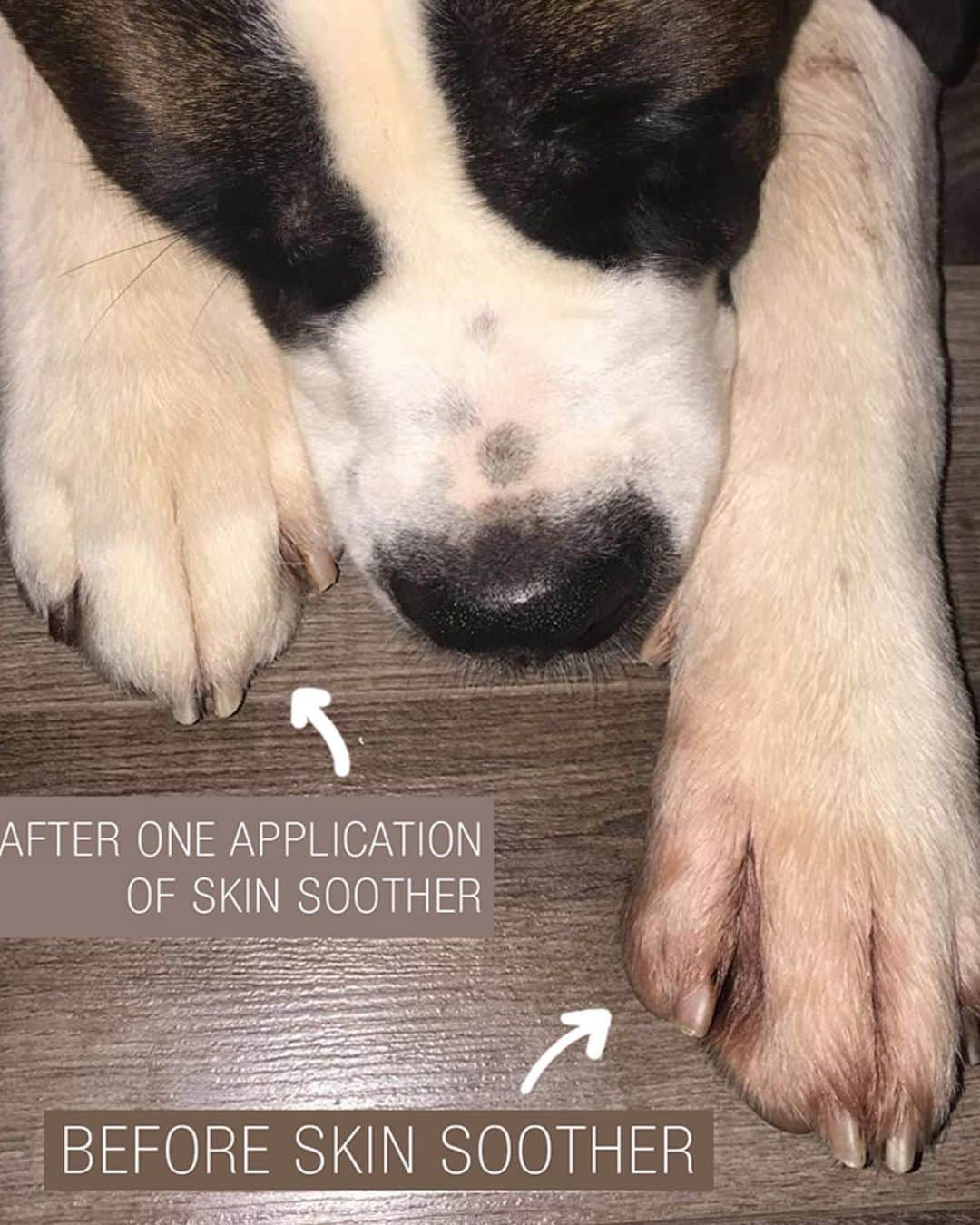 Pit Bull - Fansさんのインスタグラム写真 - (Pit Bull - FansInstagram)「People have Neosporin, and now dogs have #SkinSoother. This all-natural healing balm is antibacterial, anti-fungal, anti-inflammatory and super soothing to help relieve irritation, prevent/treat infection, speed recovery and reduce scarring. Perfect for cuts, rashes, allergies, hot spots, itchy paws, bug bites…pretty much everything. . ⭐ SAVE 20% off @naturaldogcompany with code PITFANS at NaturalDog.com  worldwide shipping  ad 📷: @ella_pitbull_queen 🎶: @surfacesmusic - "Sunday Best」10月18日 8時23分 - pitbullsfans__