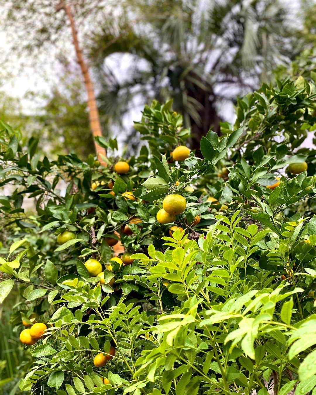 箕輪玖美さんのインスタグラム写真 - (箕輪玖美Instagram)「テラス植栽達の入換時期なので、植栽を見に農場へ🌳  FURUYA PLANTSさんは大手の農場で個性的な木々も沢山！ 植物園の様で見学が楽し過ぎた🥰  私のリクエストはレモンの樹と金木犀💕 出来上がりが楽しみだなぁ😊  #furuyaplants  #テラスリフォーム #植物好きな人と繋がりたい  #花屋さんになりたい時もありました  #テラス好きな人と繋がりたい  #アウトドアインテリア  #癒し #モデル #箕輪玖美」10月18日 8時34分 - kumi.111