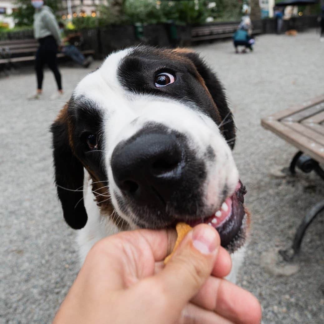The Dogistさんのインスタグラム写真 - (The DogistInstagram)「Root Beer, St. Bernard (10 m/o), Madison Square Park, New York, NY • “He sleeps in front of the refrigerator all day just in case.” @rootbeer_thedog」10月18日 8時48分 - thedogist